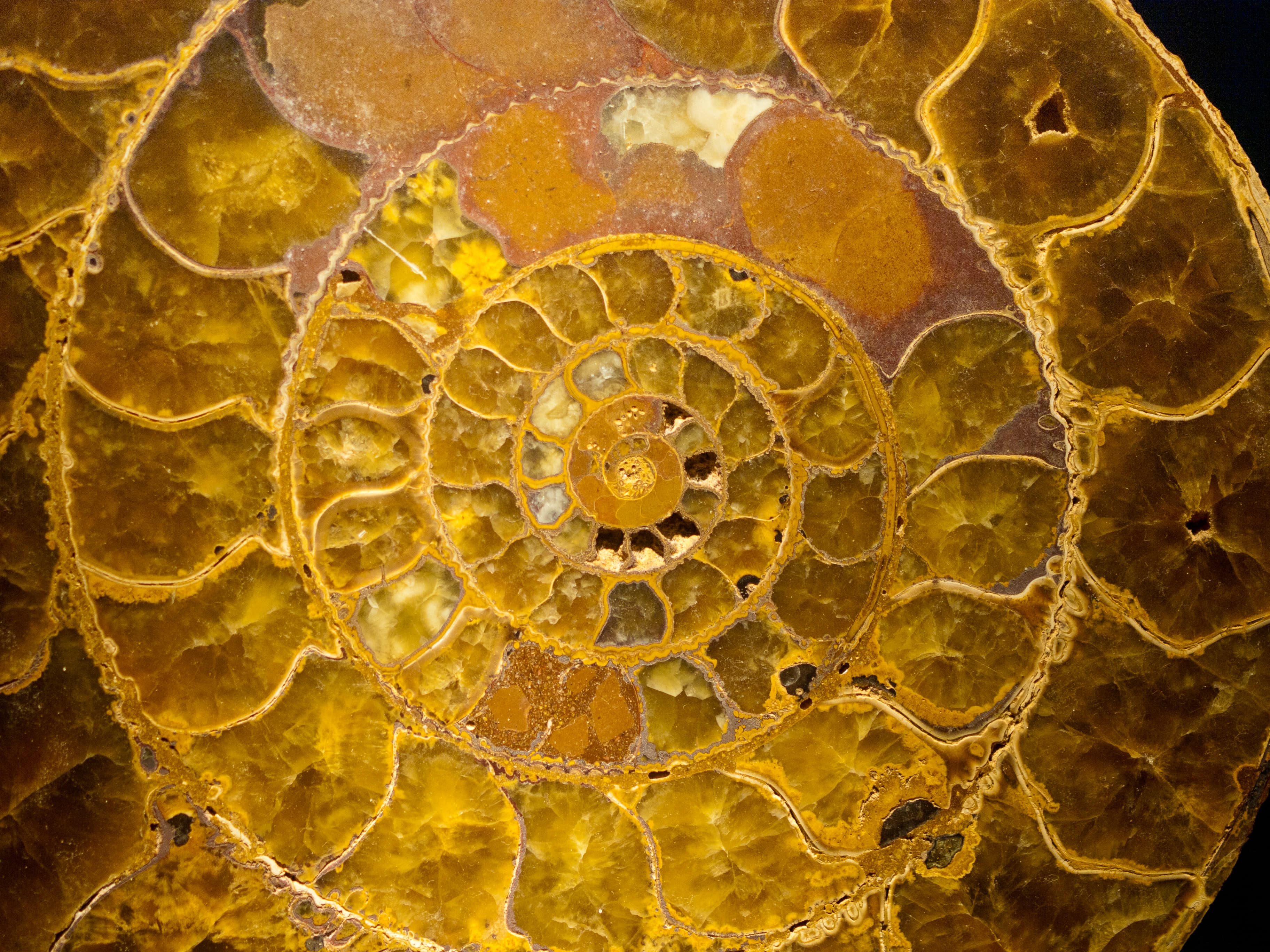 Ammonite fossil (Agatized)