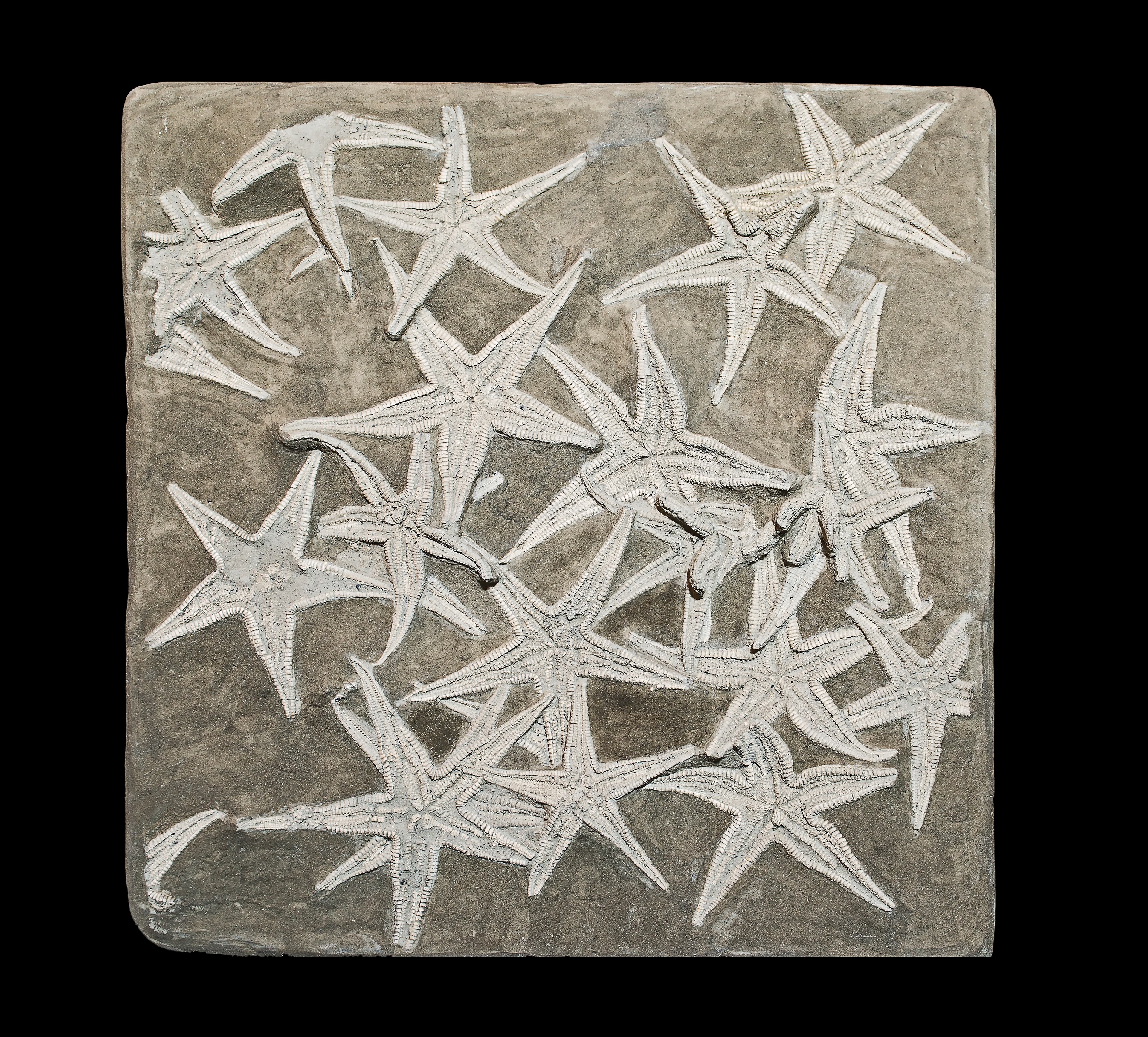 Starfish Fossil