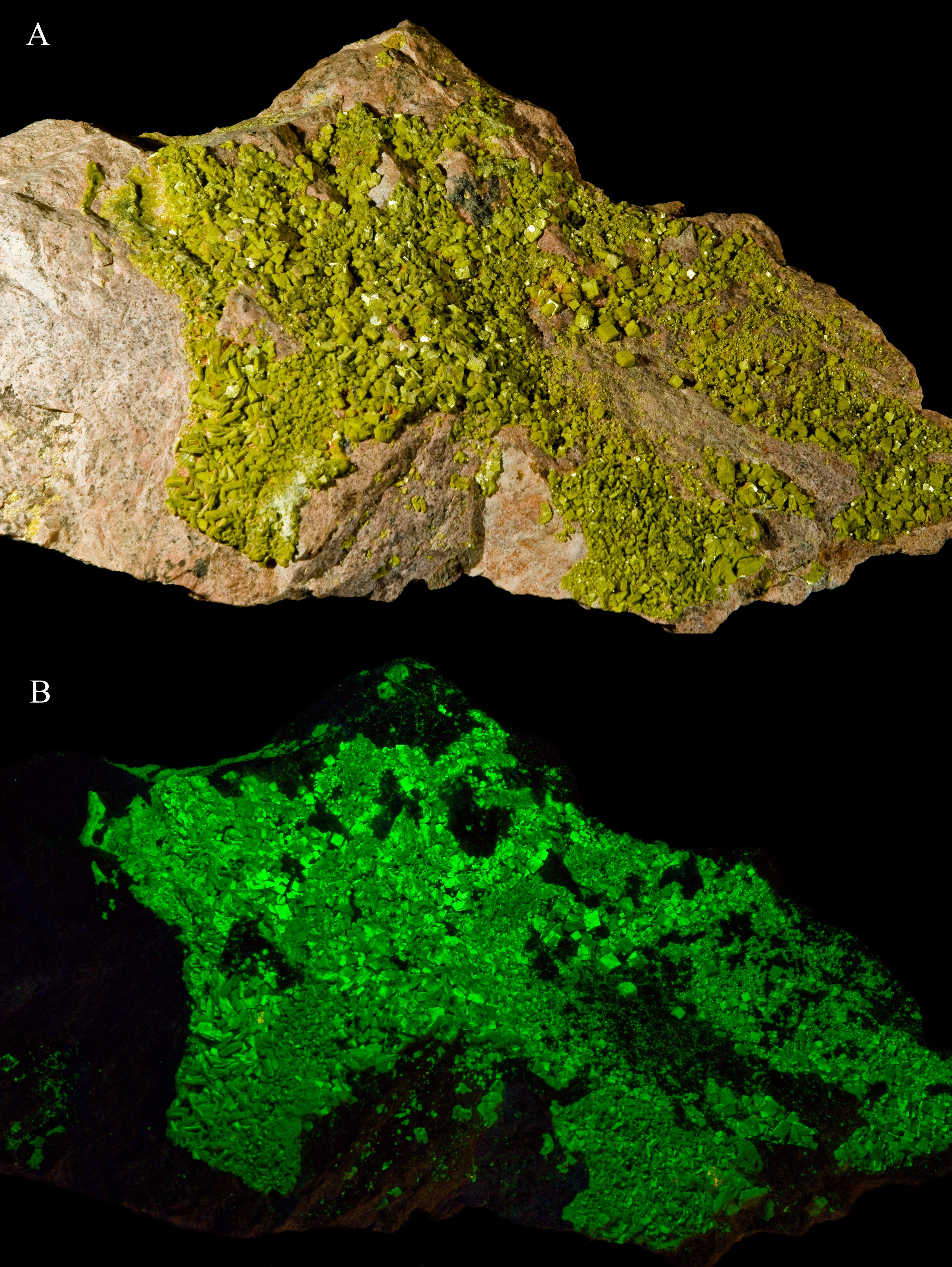 Autunite