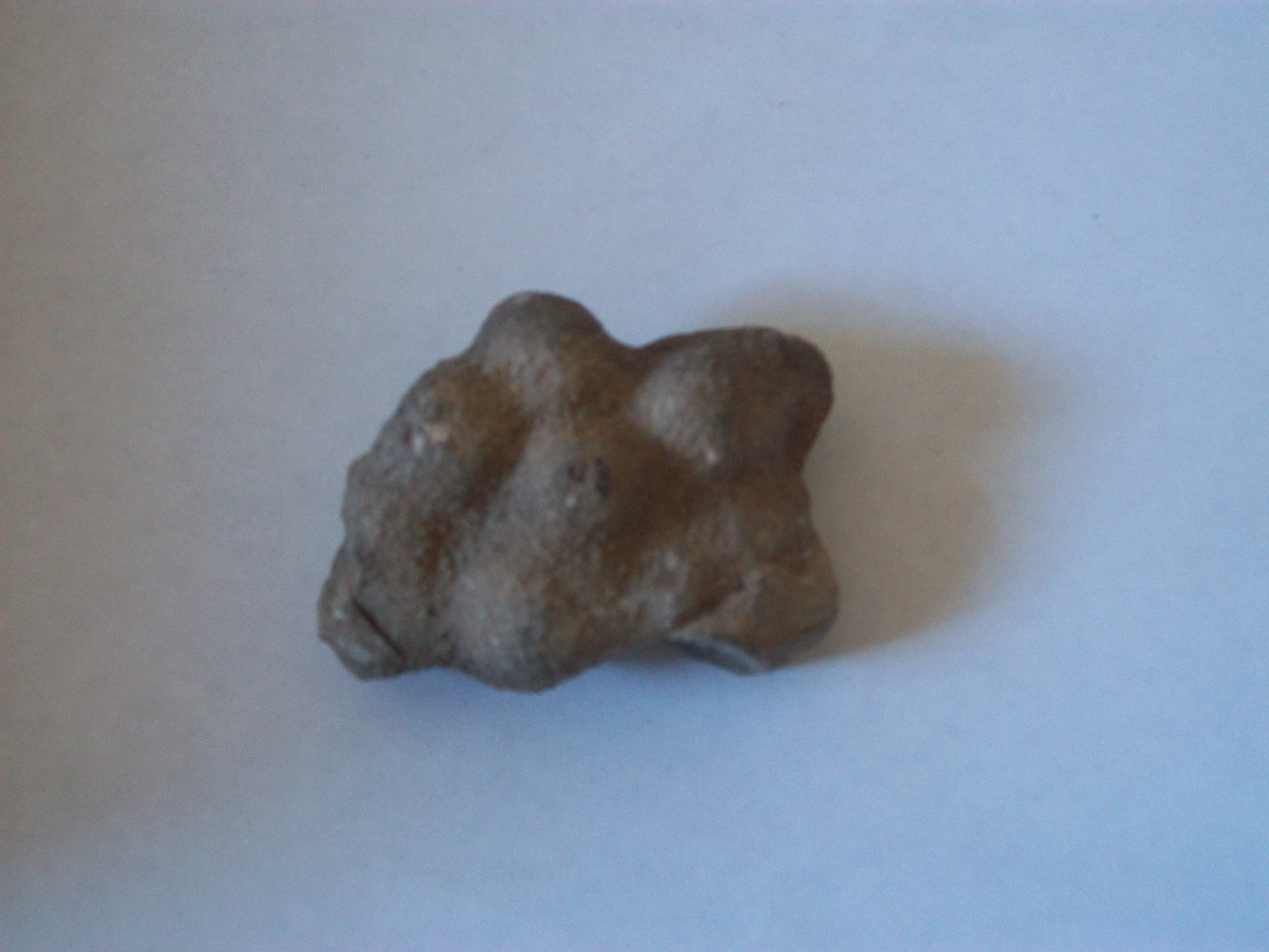 Coprolite