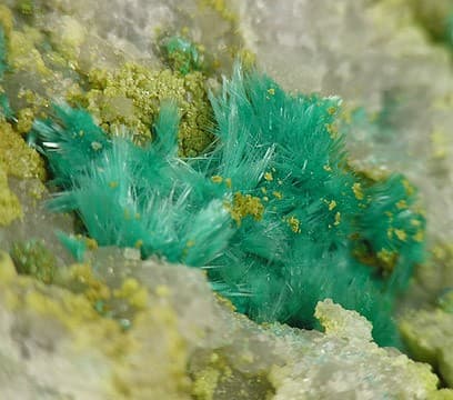 Devilline