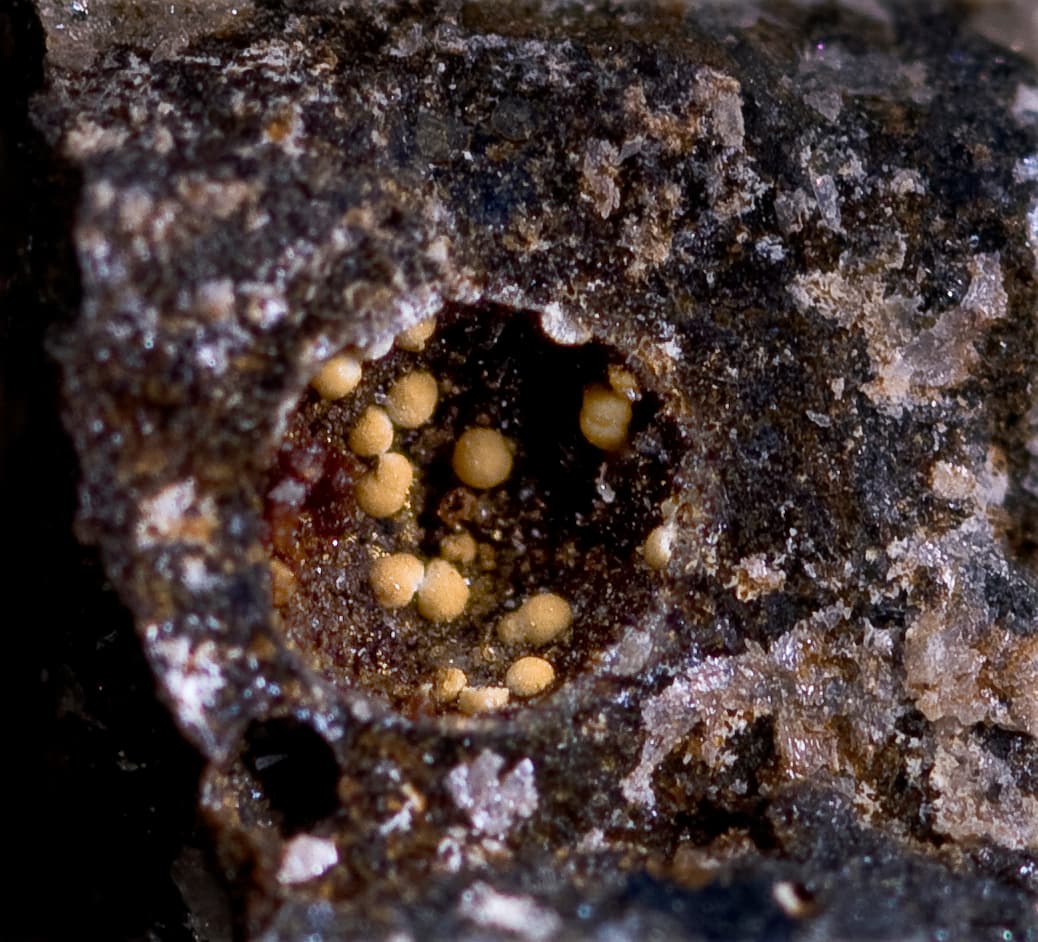 Heliophyllite