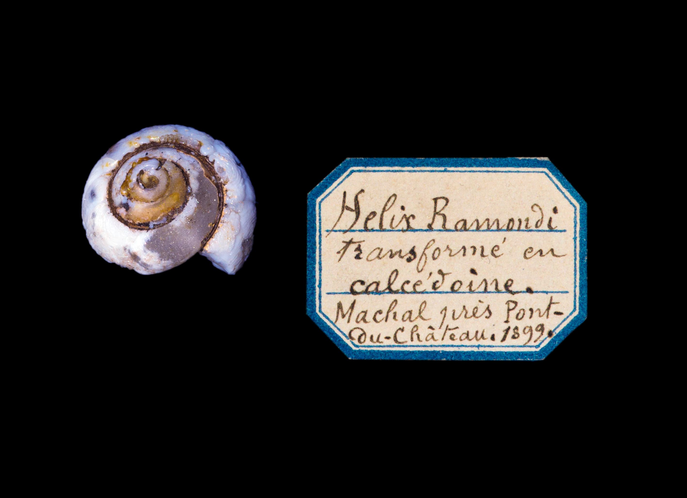 Lussatite (Chalcedony pseudomorph)
