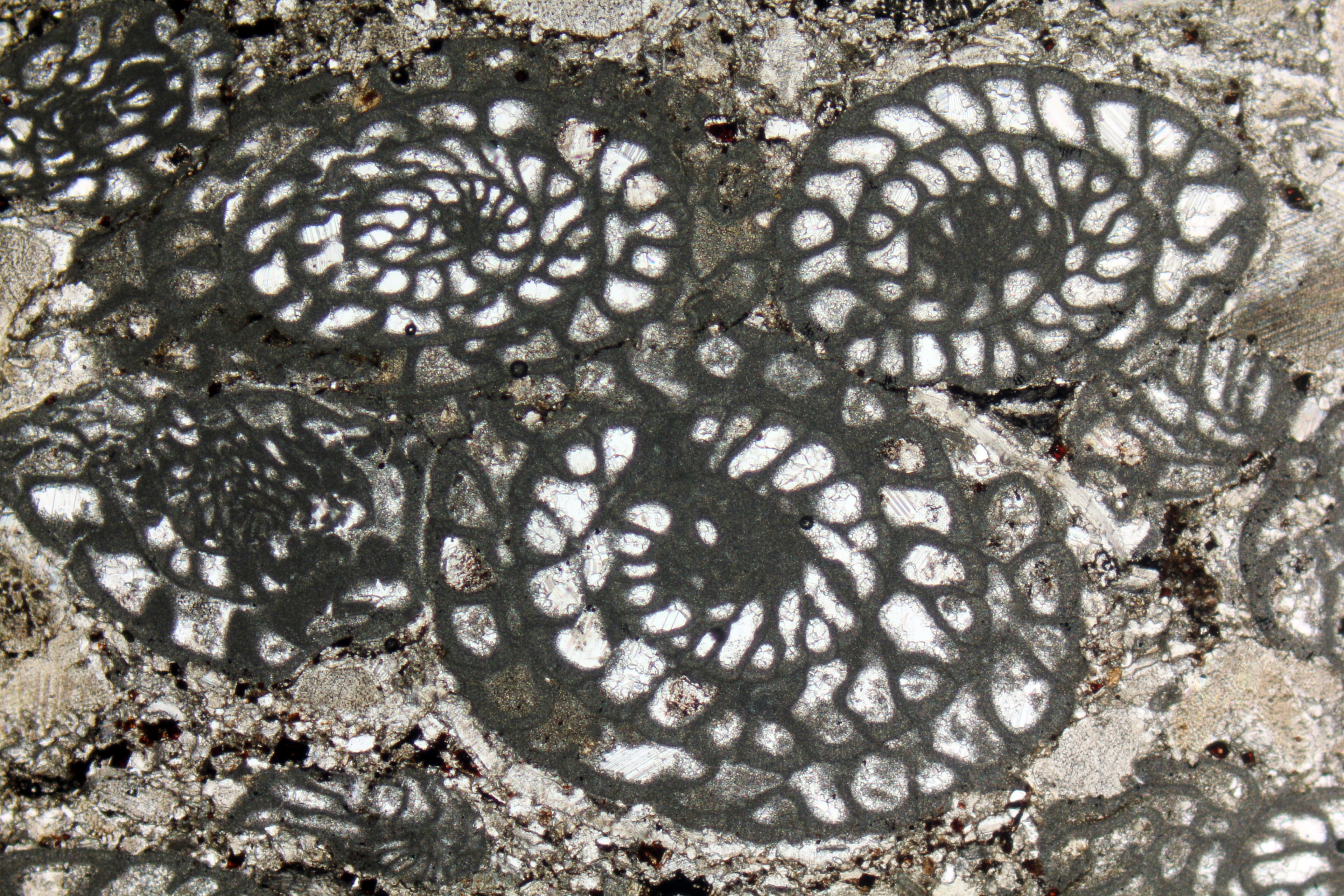 Limestone