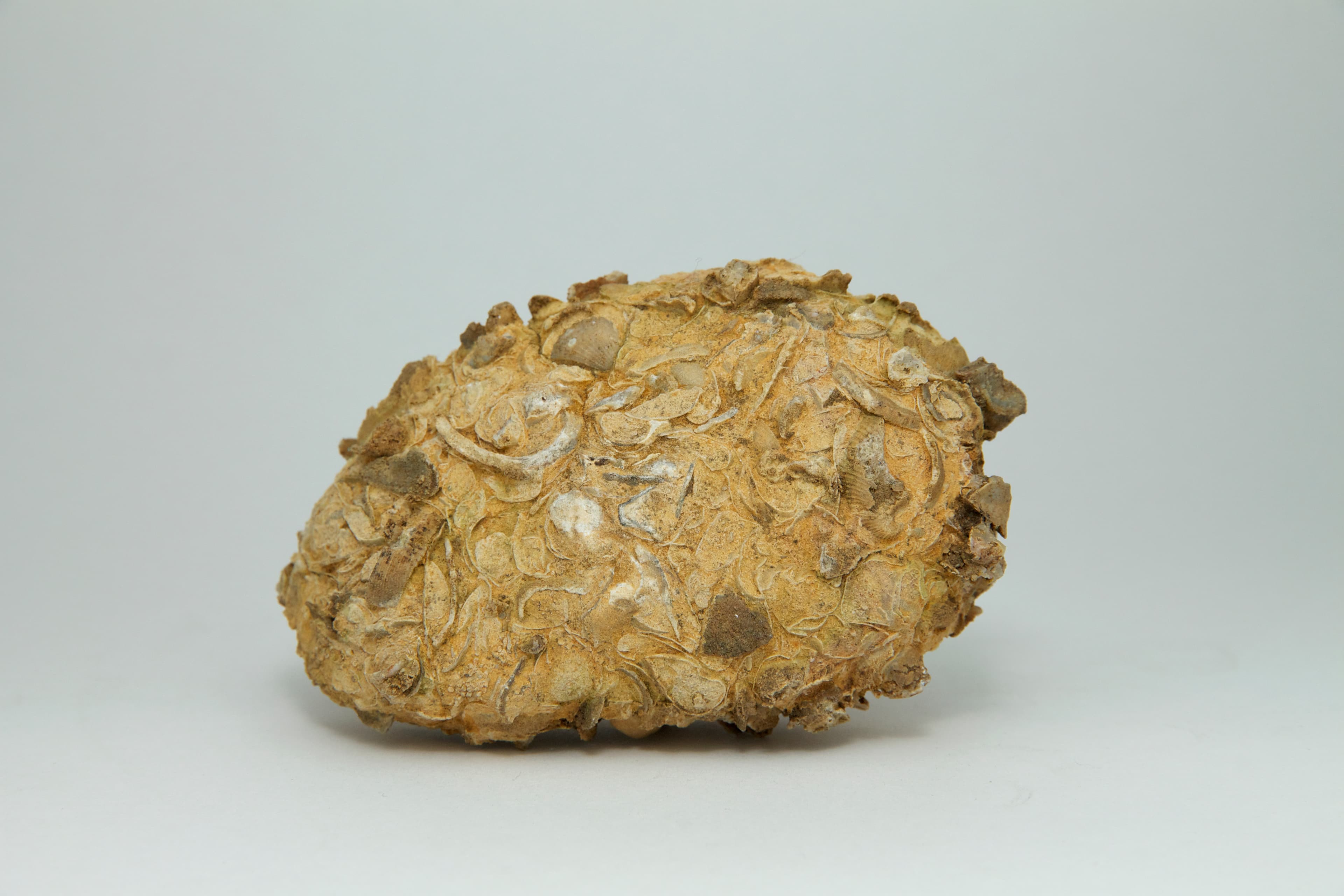 Coquina