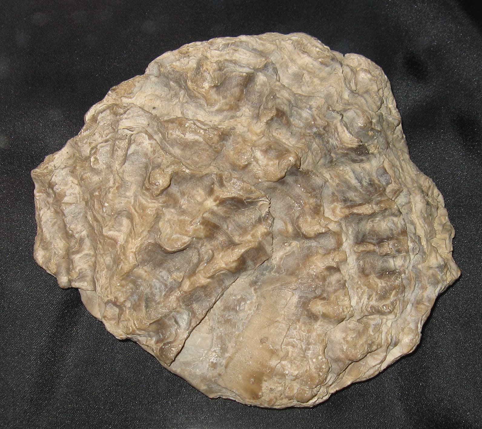 Crassostrea virginica fossil