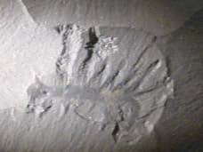 Burgess Shale Fossil