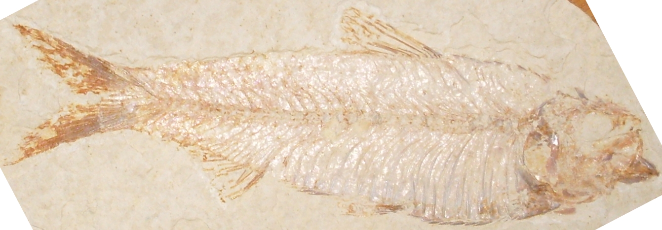 Knightia Fossil Fish
