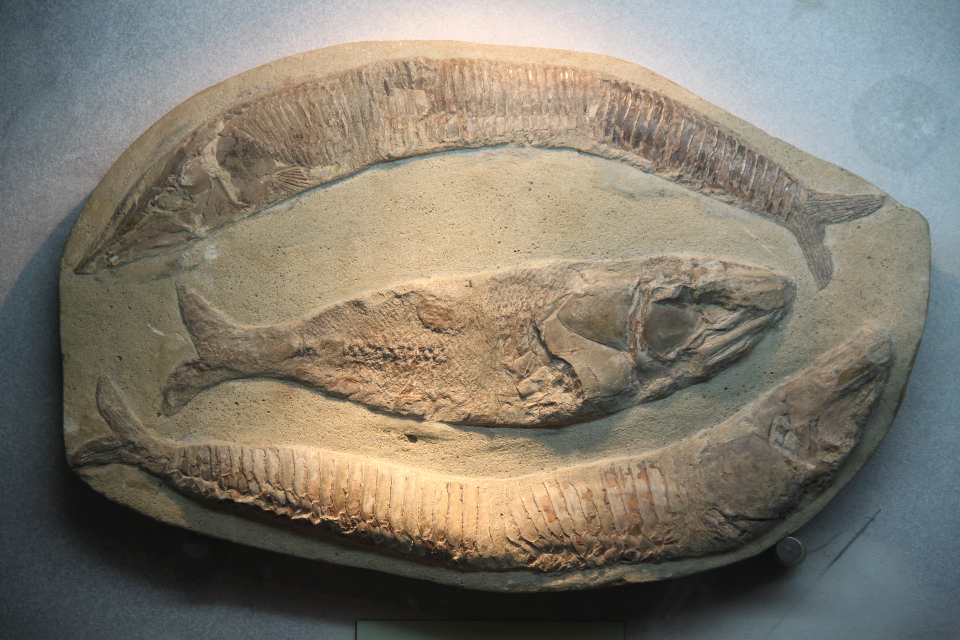 Fossil Fish