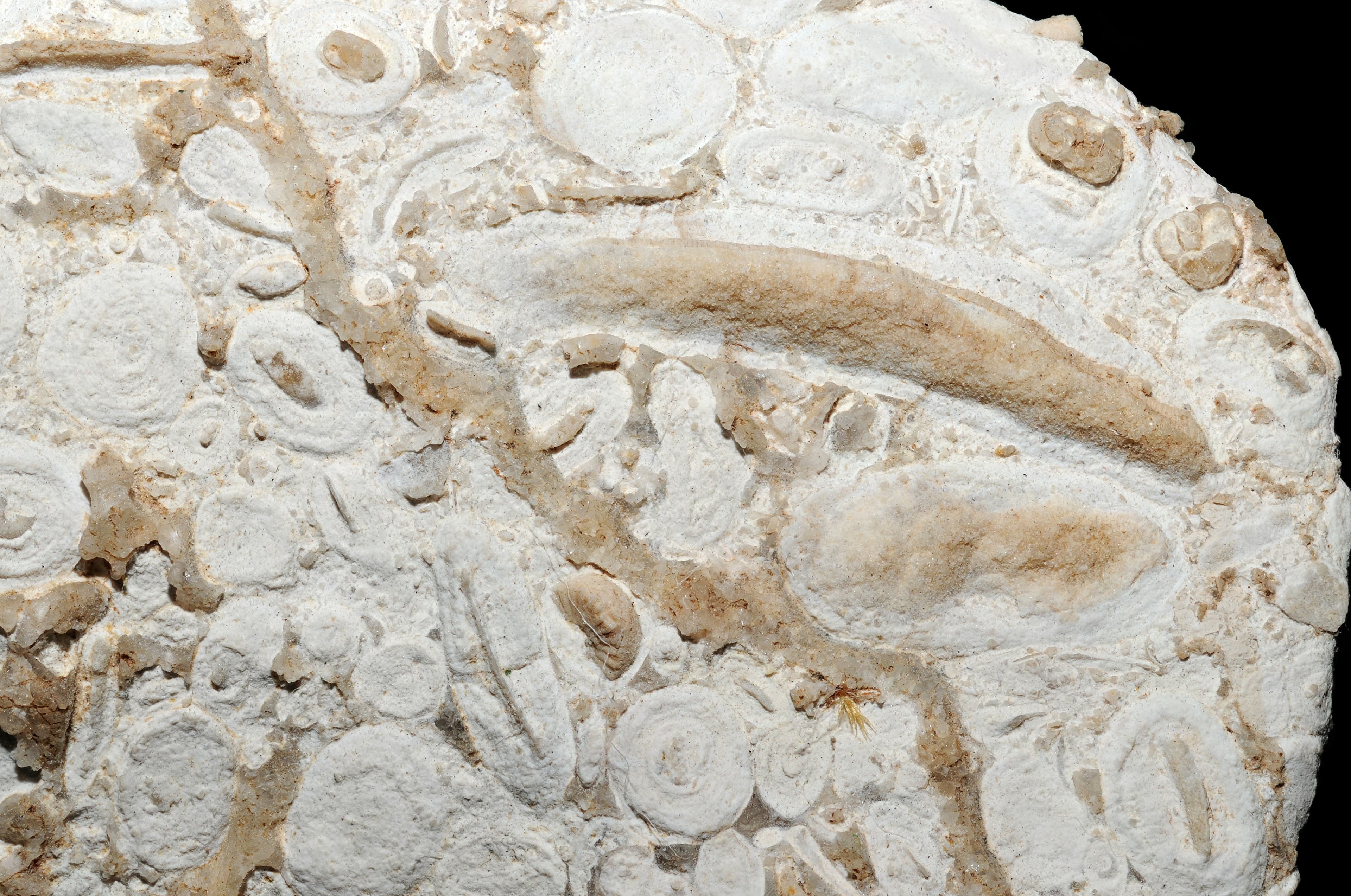 Fossiliferous Limestone