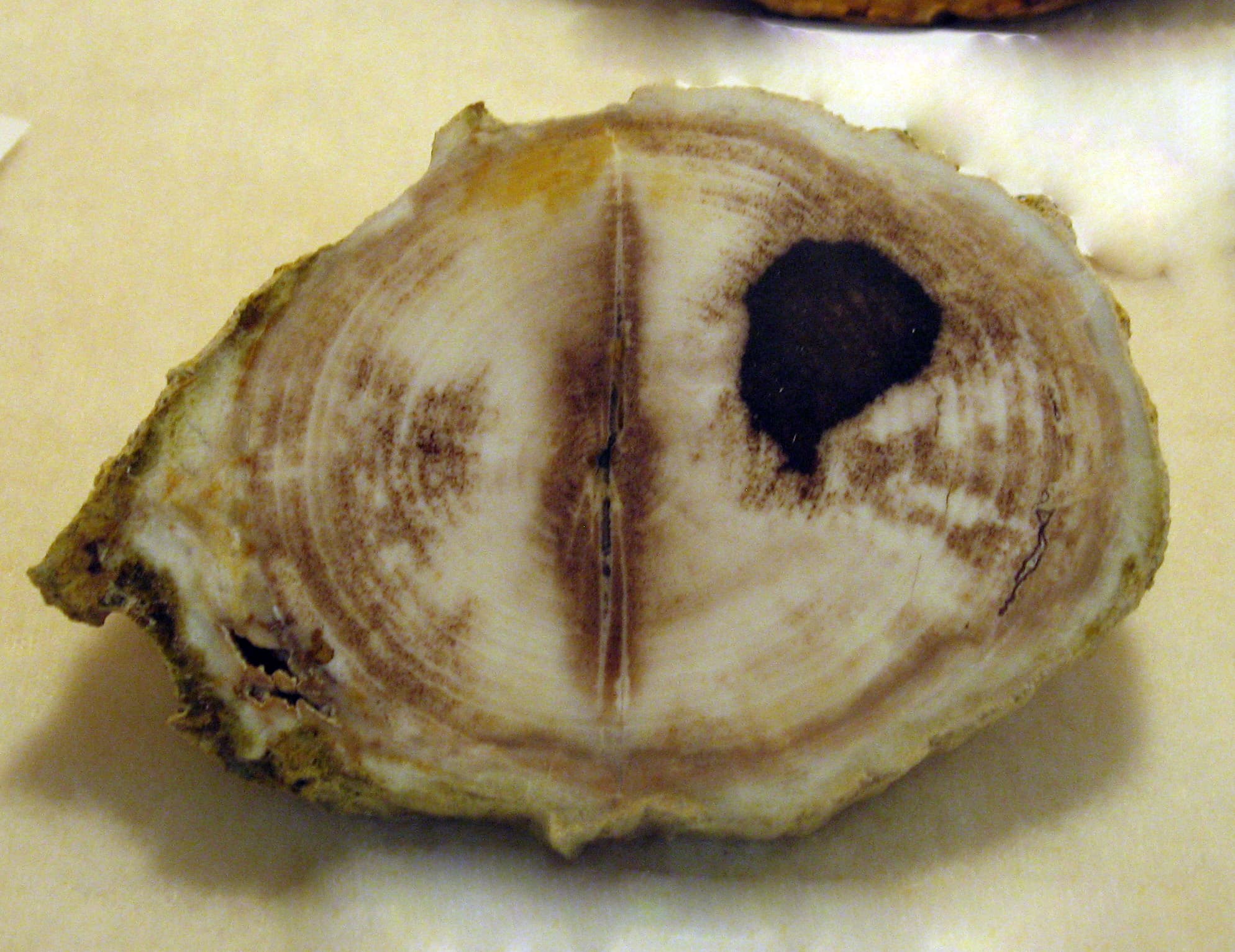 Petrified Wood (Ulmus species)