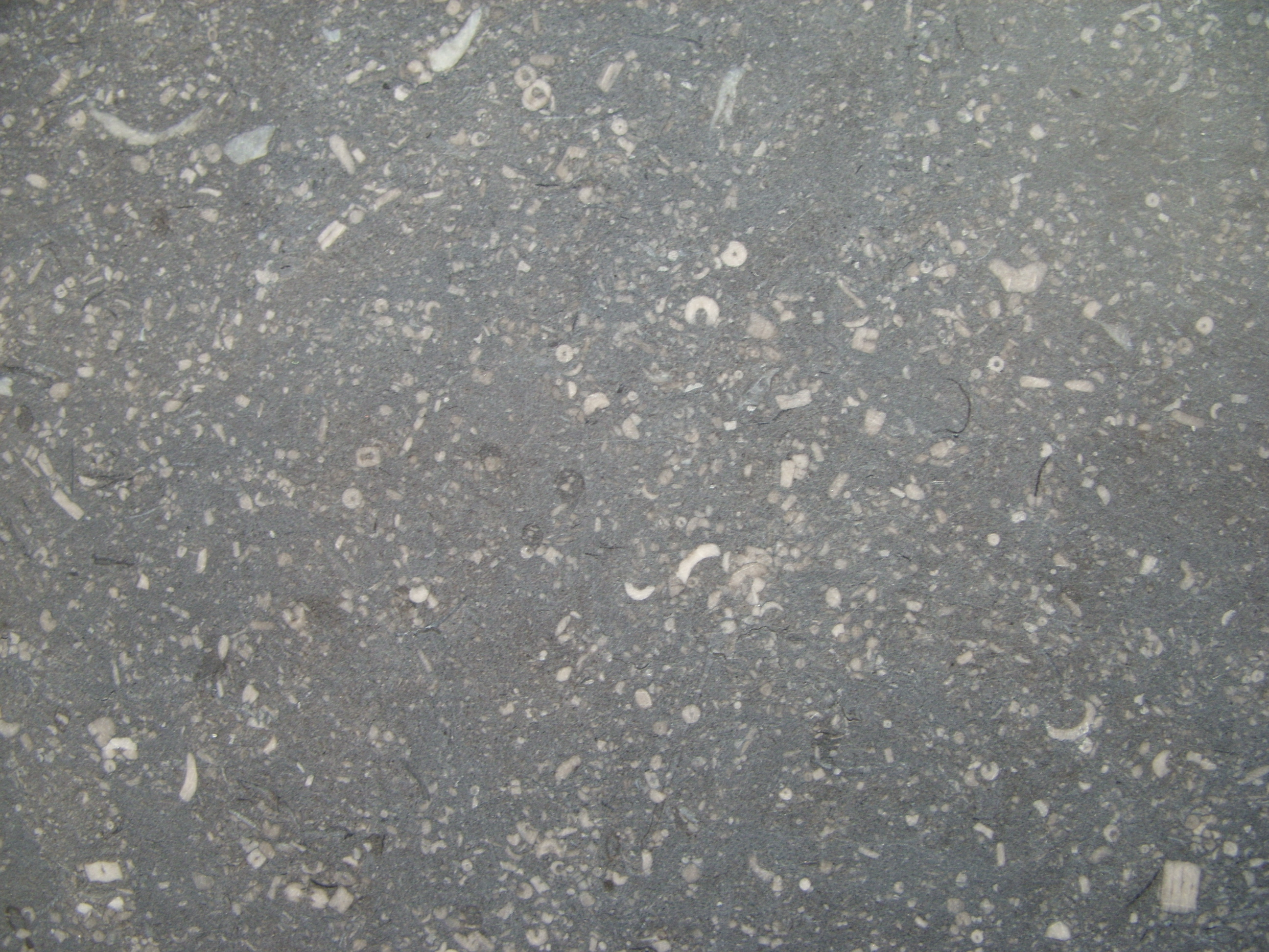 Crinoidal Limestone
