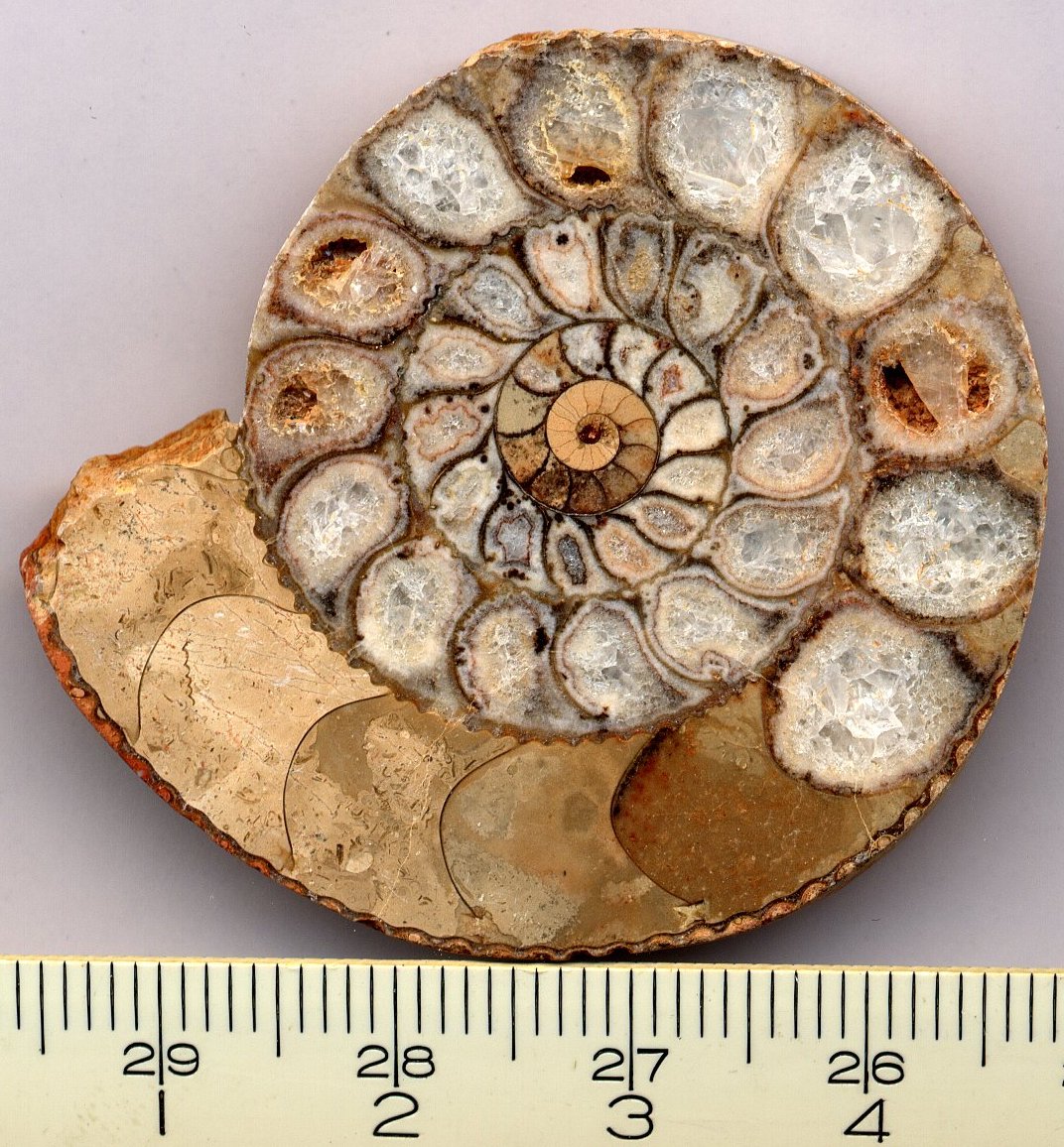 Ammonite Fossil