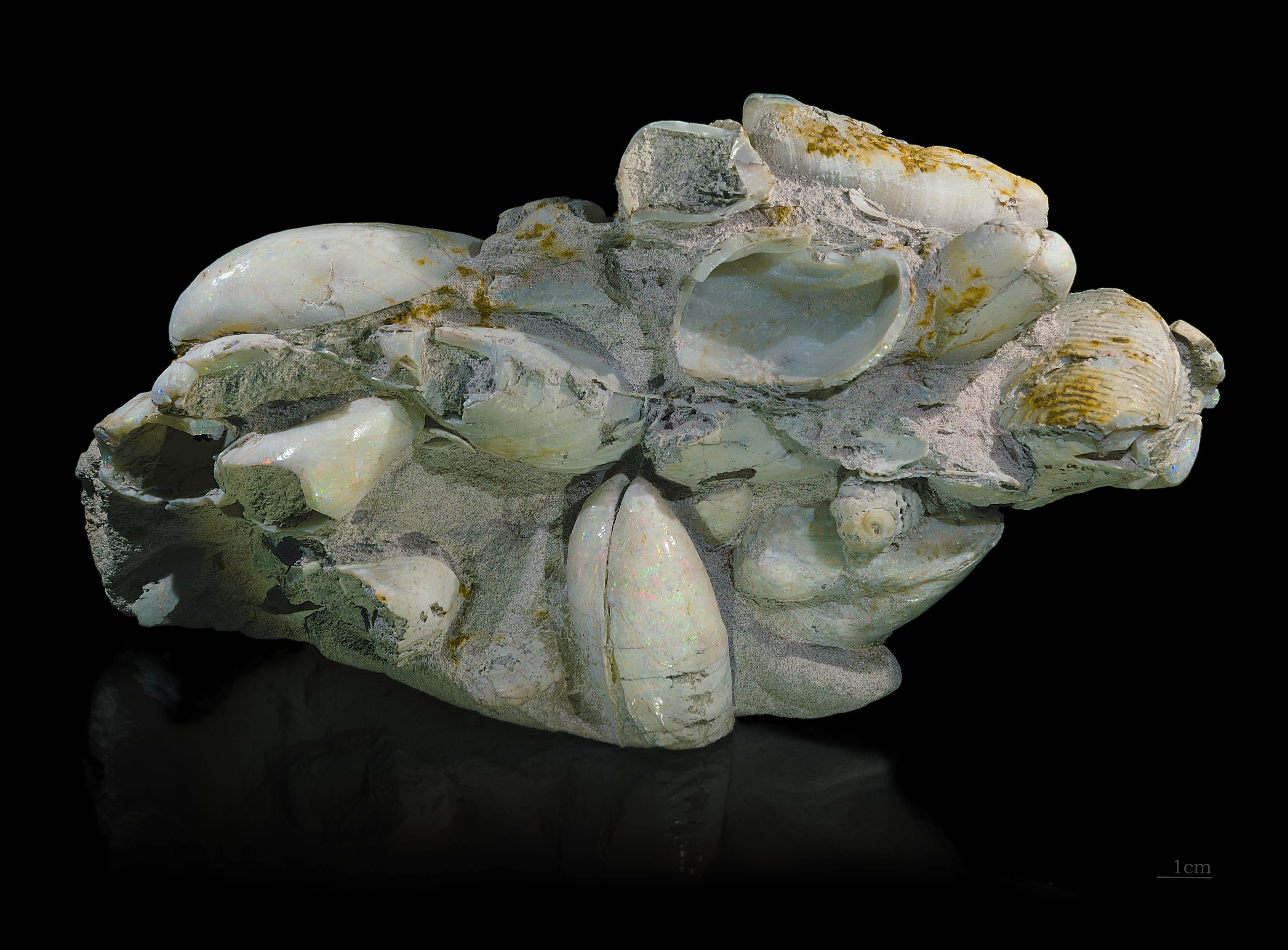 Opalized Fossil (Shell Opal)