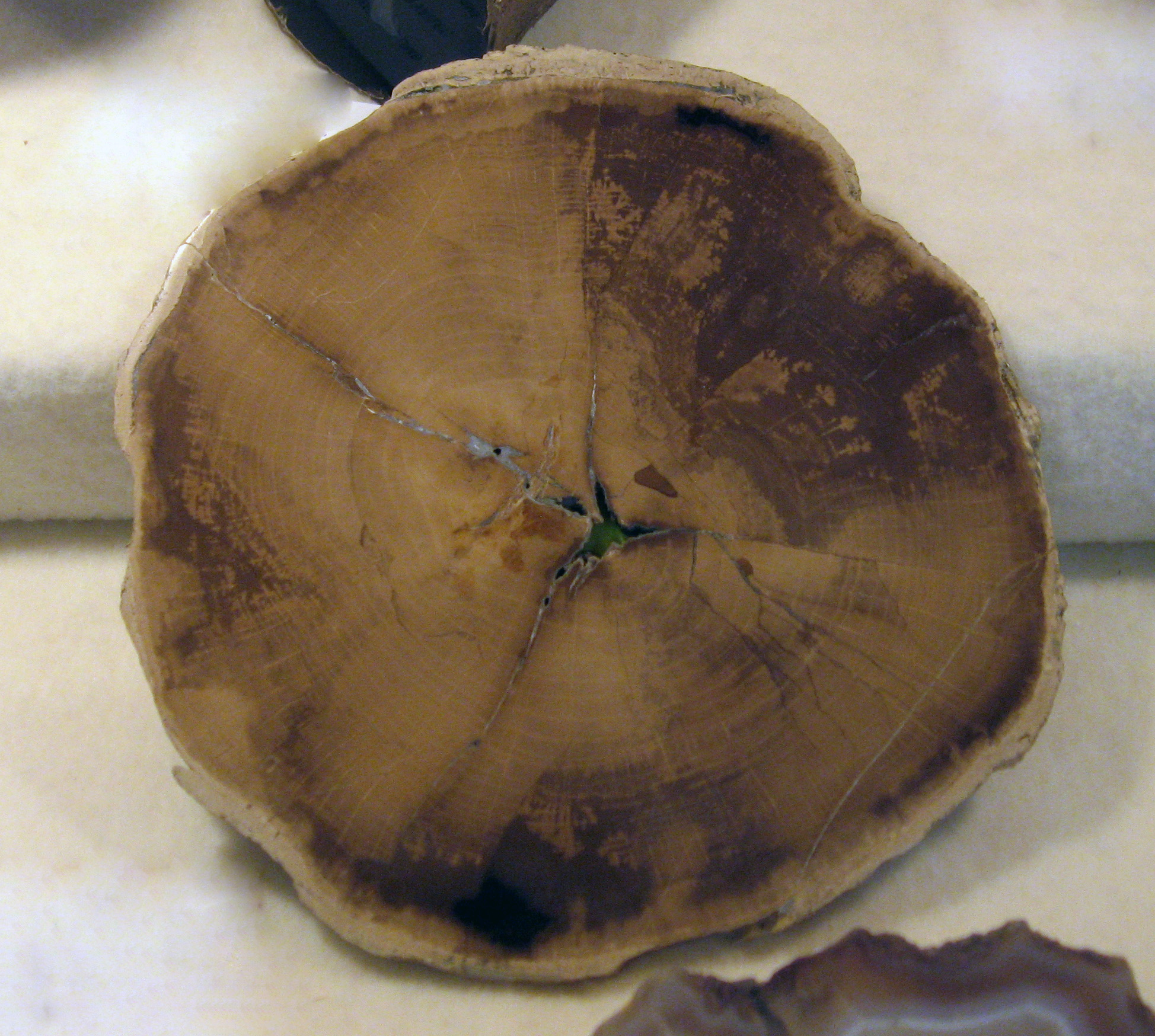Petrified Fagus Wood
