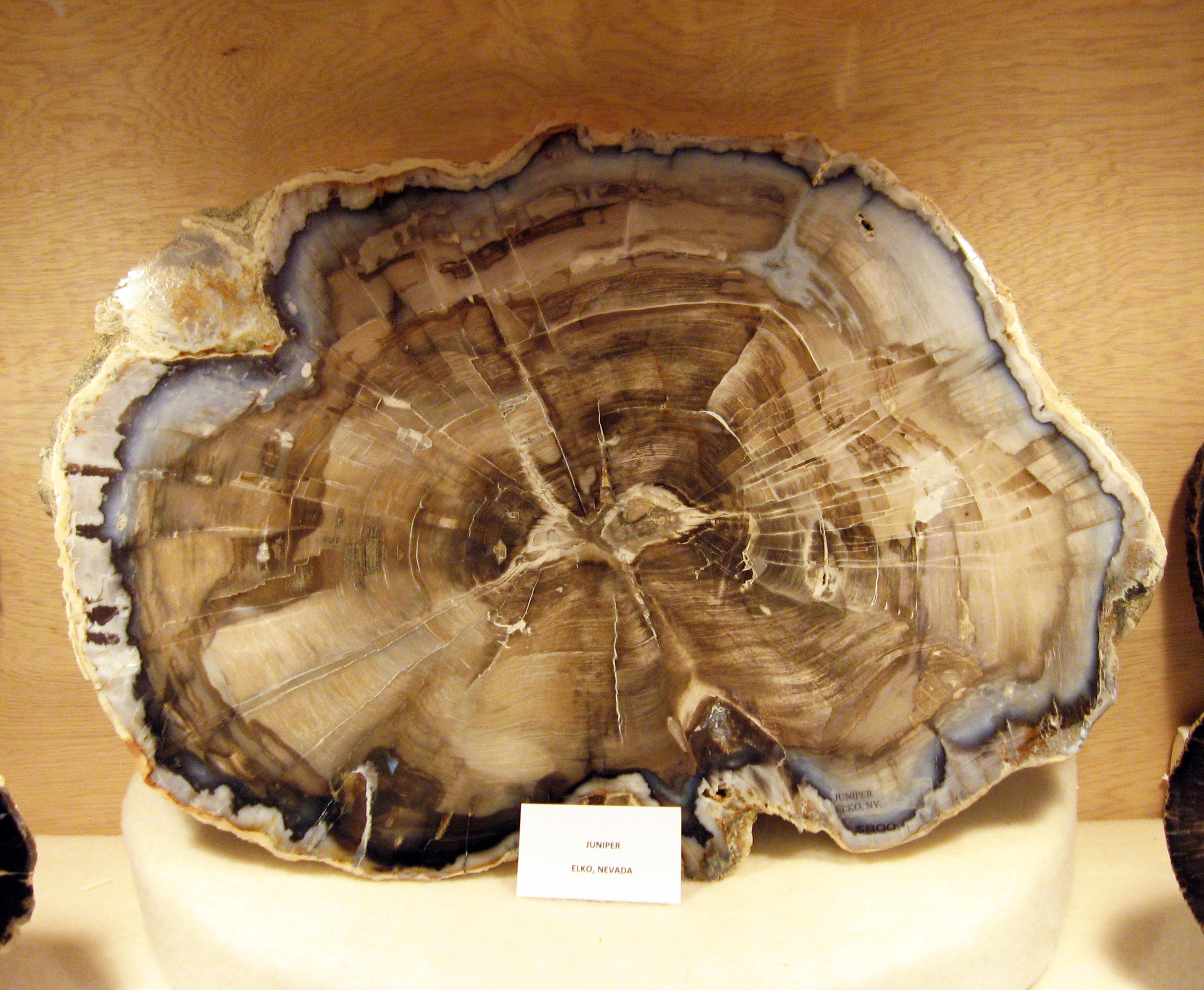 Petrified Juniper Wood