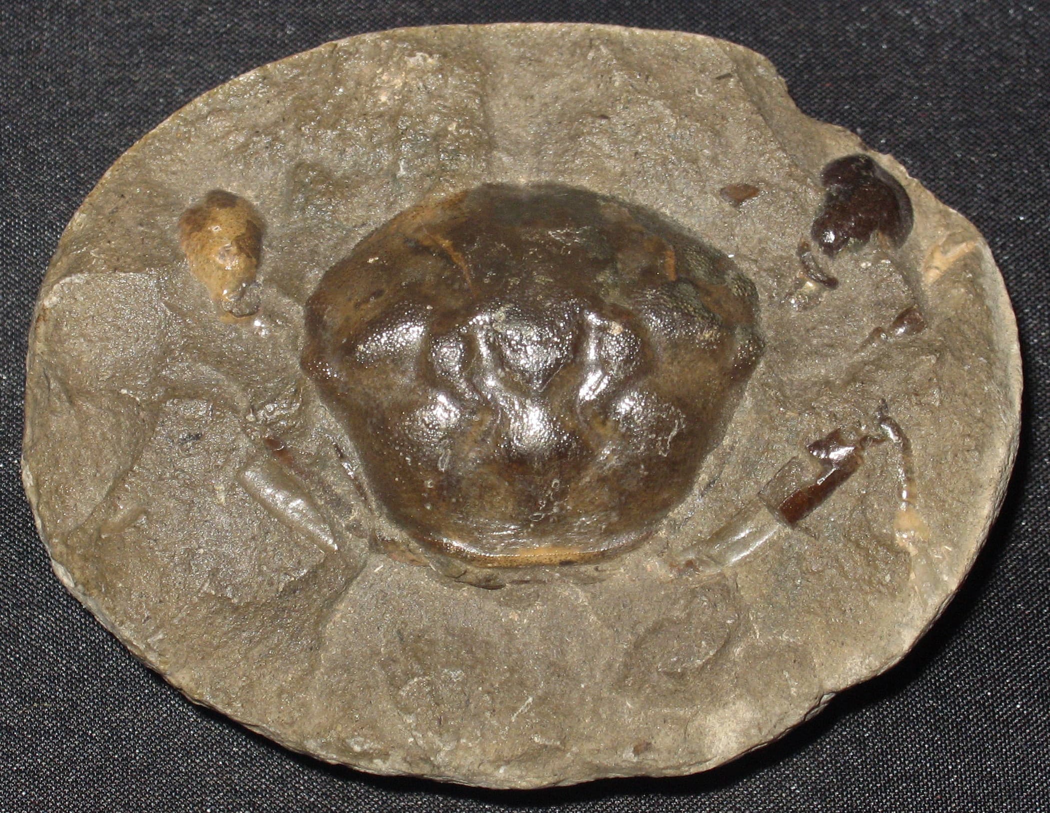 Fossil Pulalius vulgaris