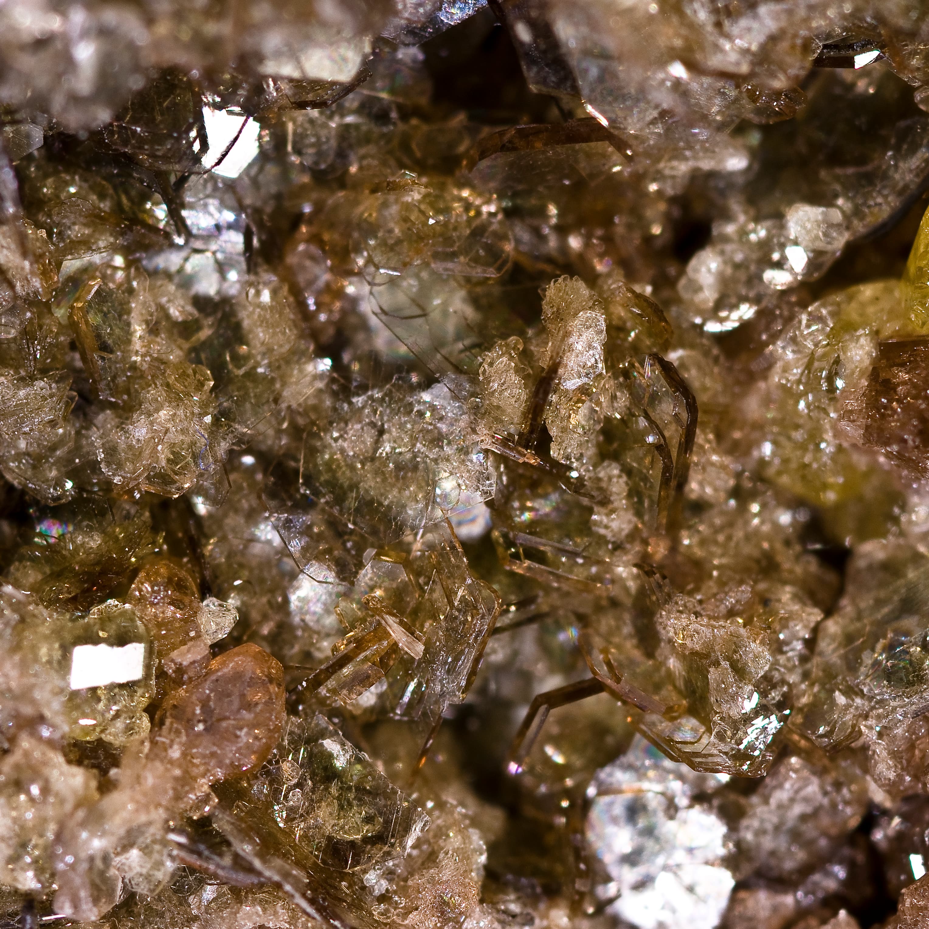 Phlogopite