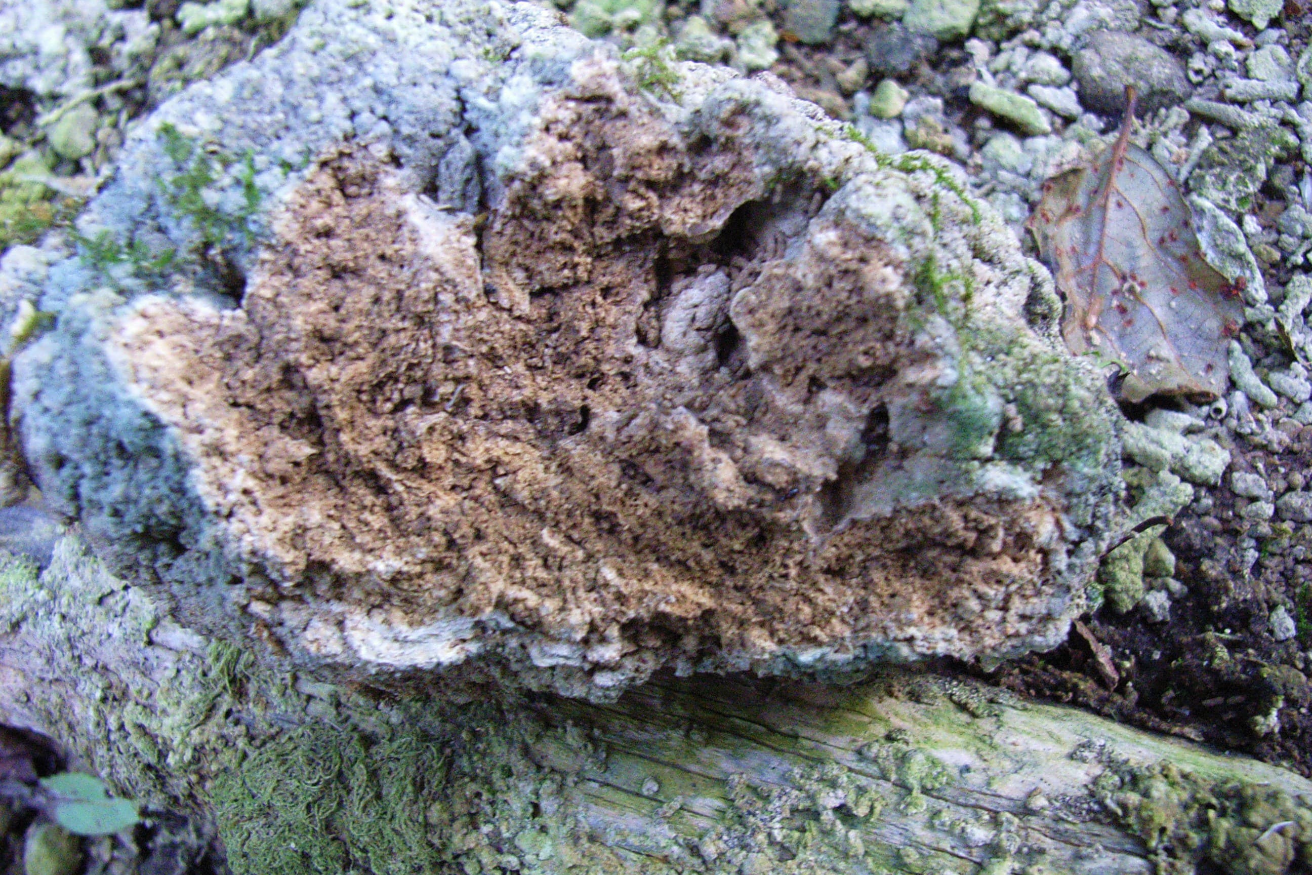 Kalktuff (Calcareous Tufa)