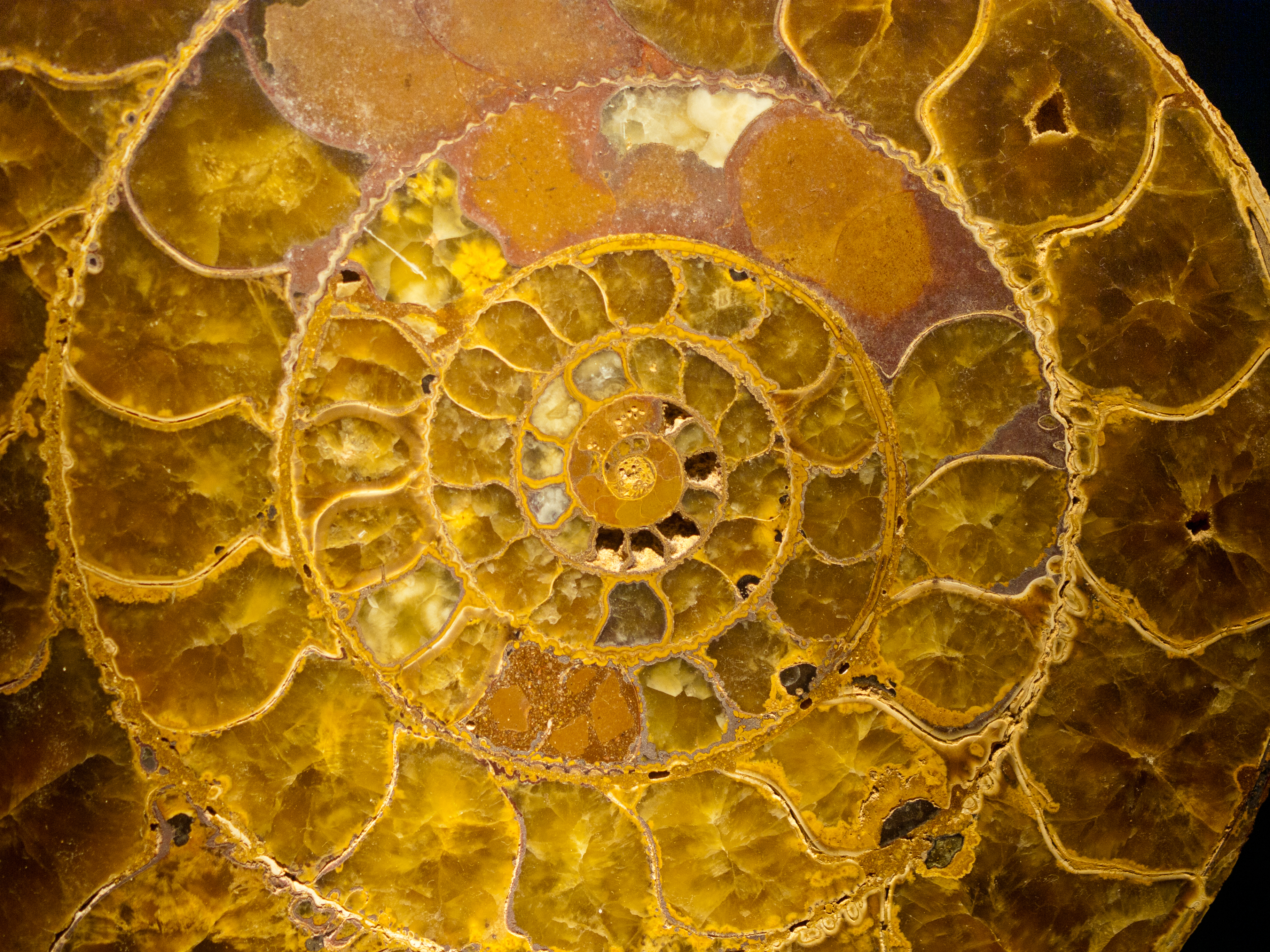 Ammonite fossil (Agatized)