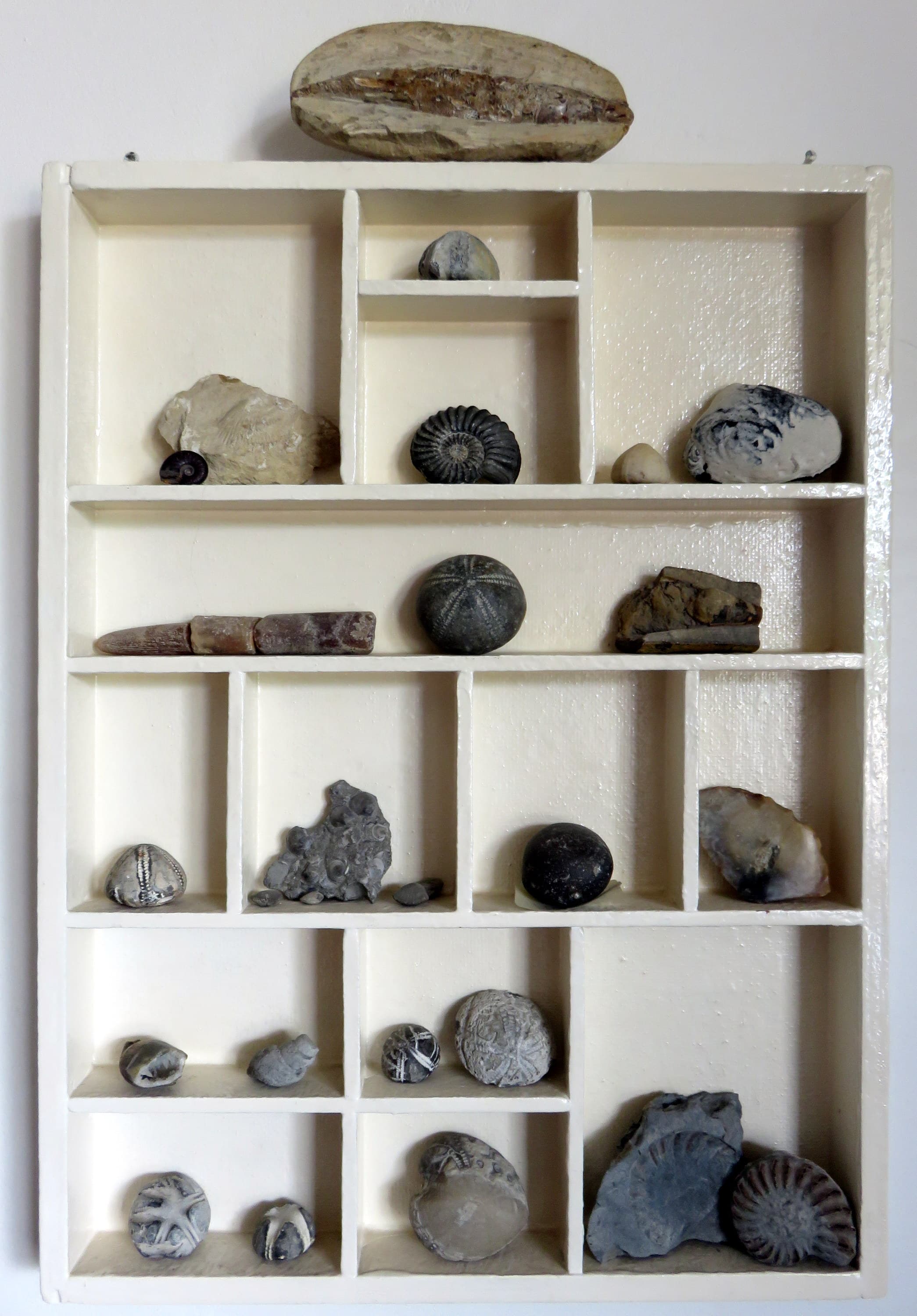 Fossil Collection (Ammonites, Echinoids, Belemnites, Bivalves)
