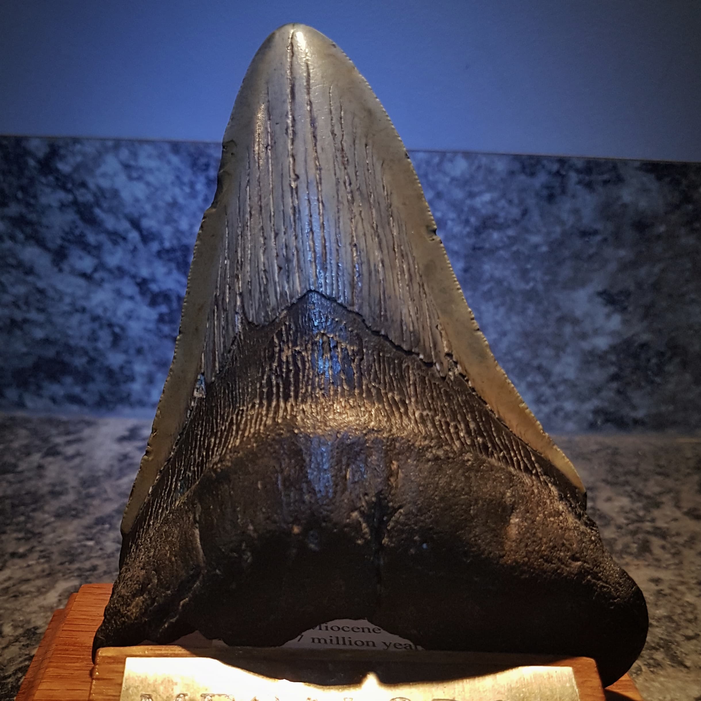Megalodon Tooth