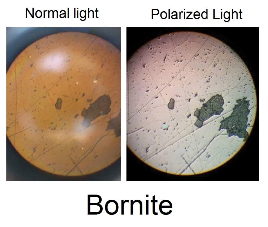Bornite