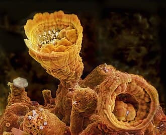 Unnamed Arsenic Sulfide (As2S5)