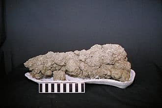 Coprolite