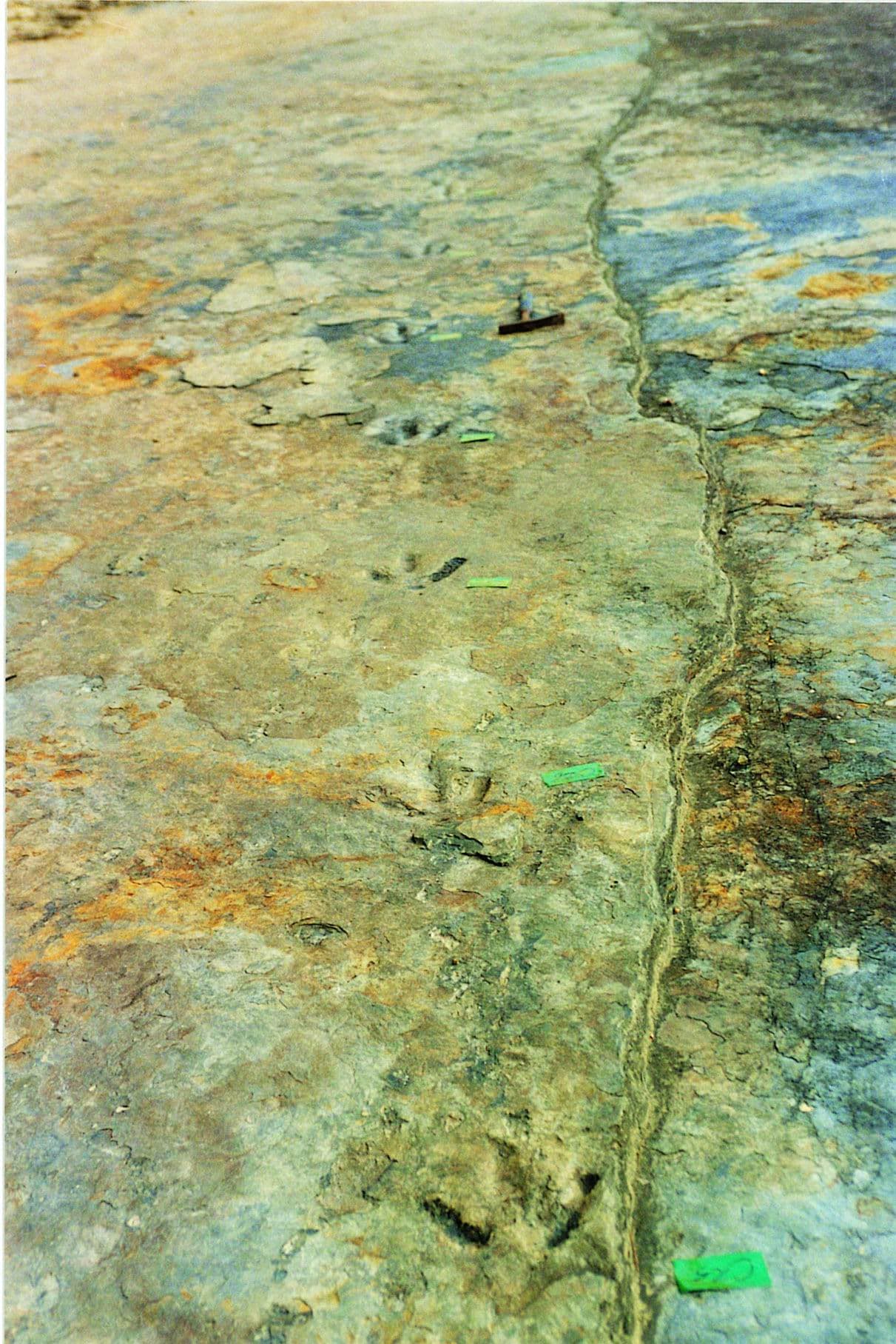 Dinosaur Footprint