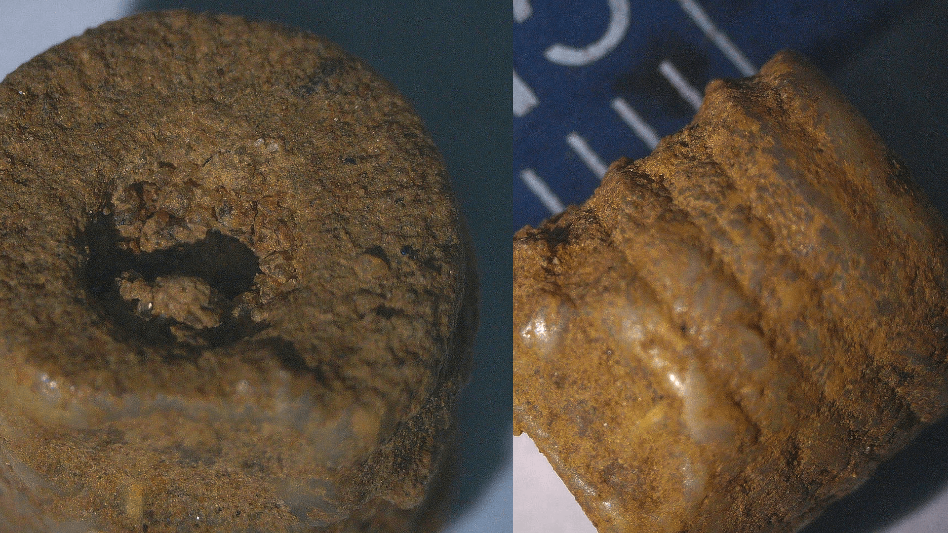 Crinoid Fossil