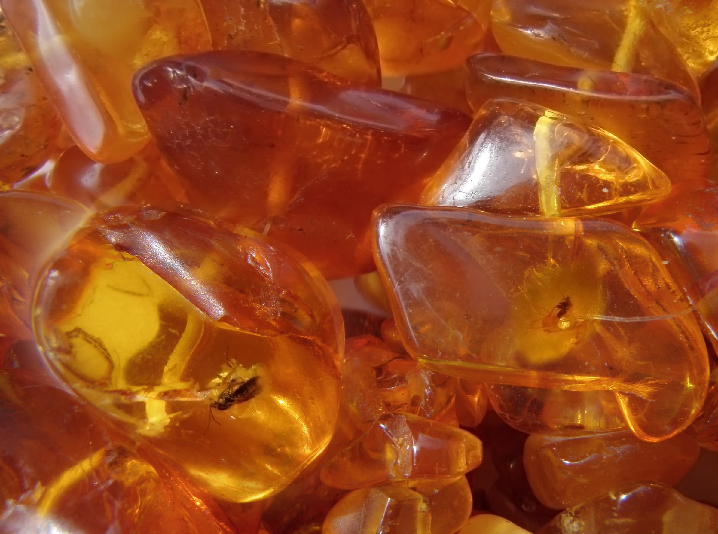 Amber with Insect