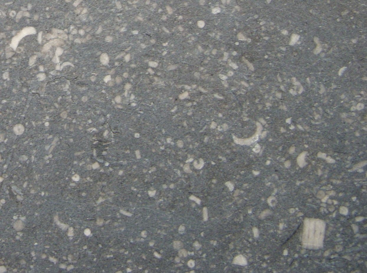 Crinoid Limestone