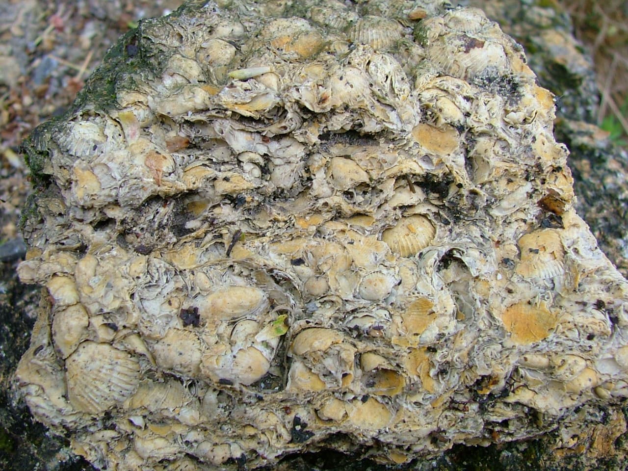 Coquina