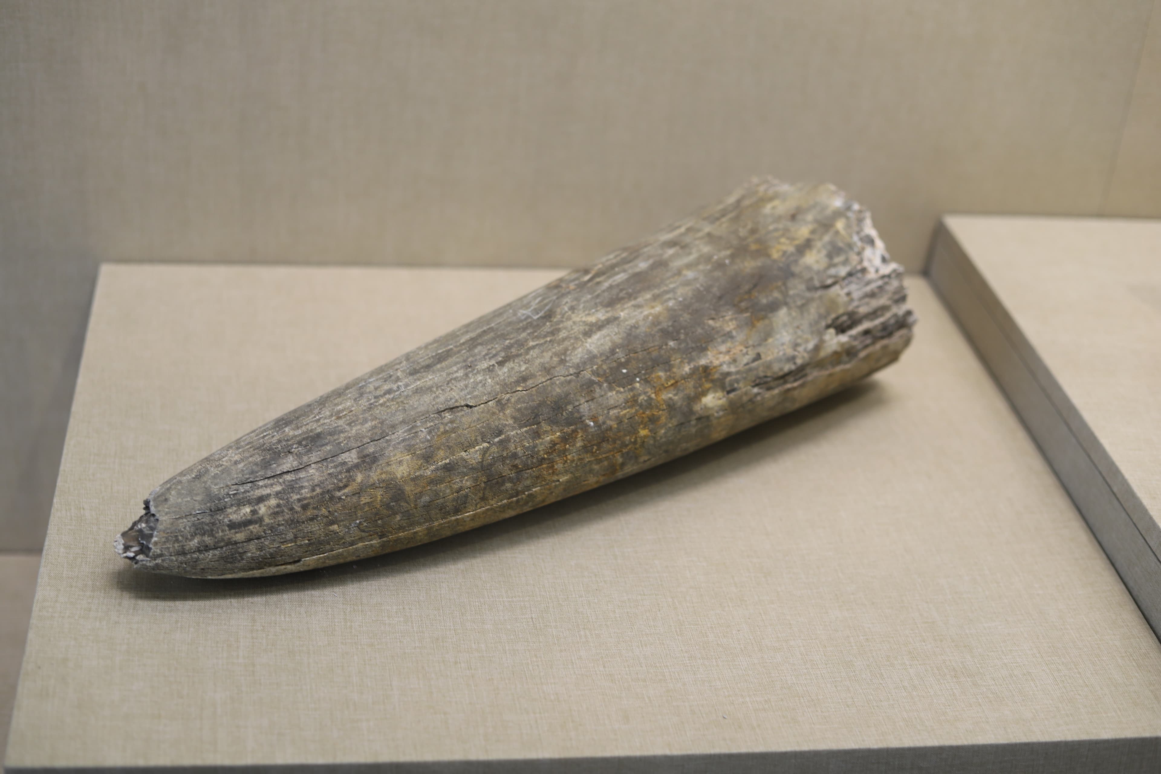 Mammoth Tusk
