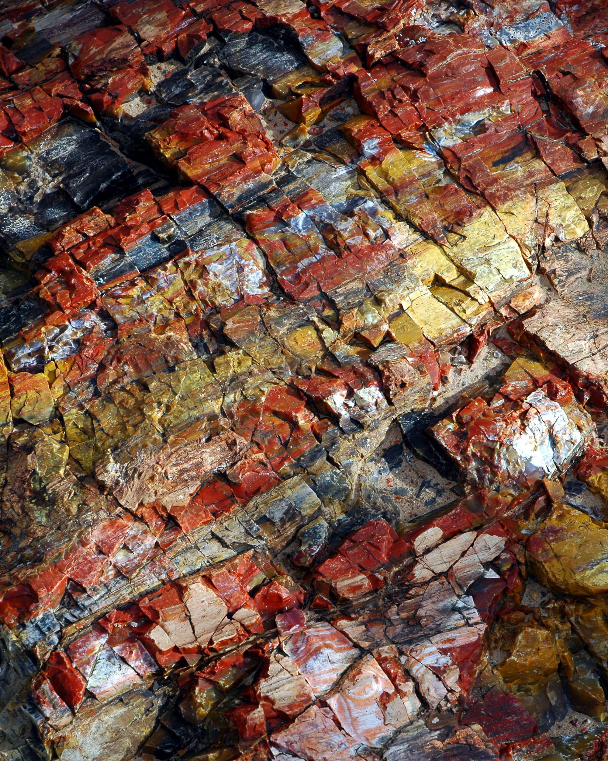 Petrified Wood