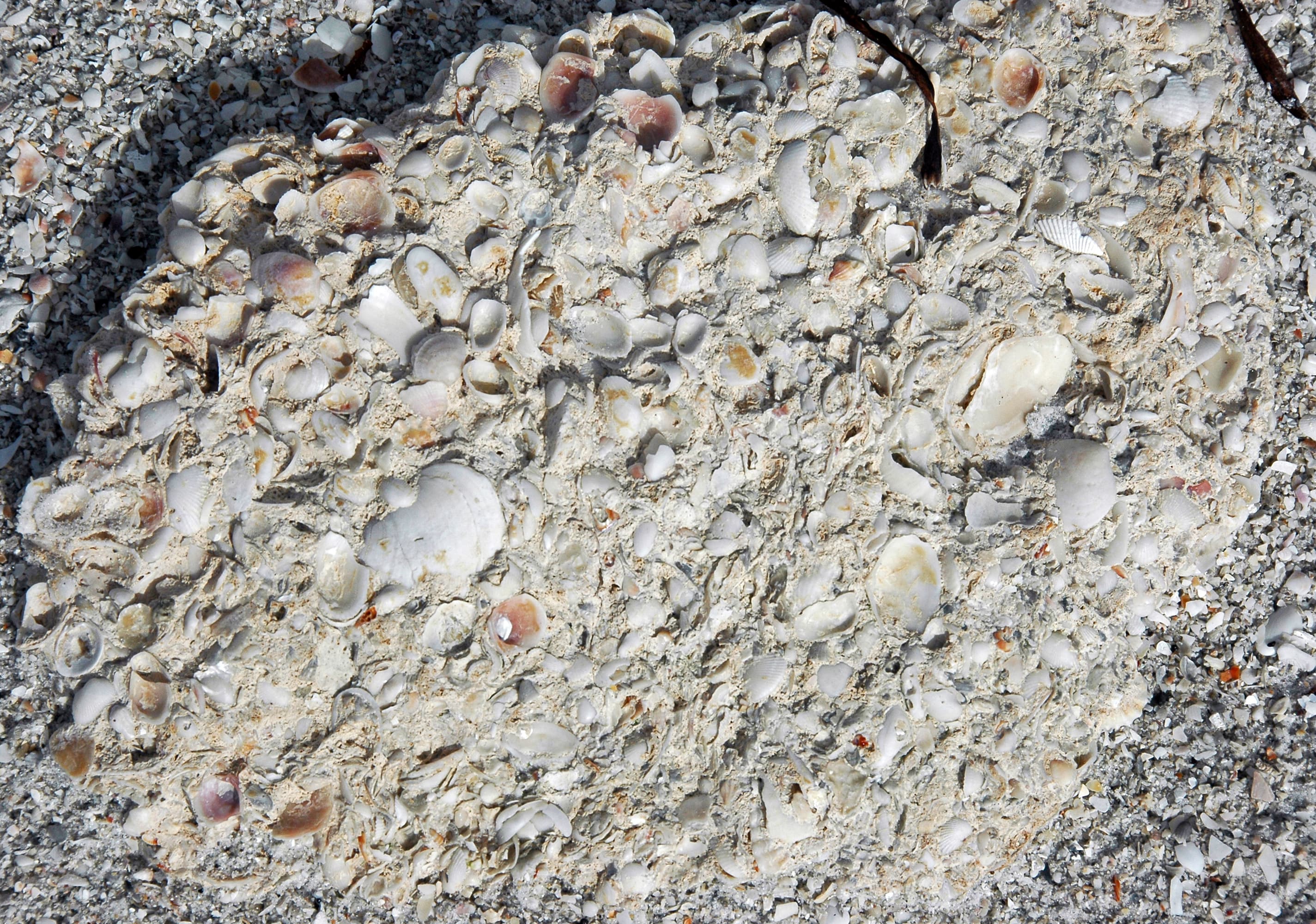 Coquina