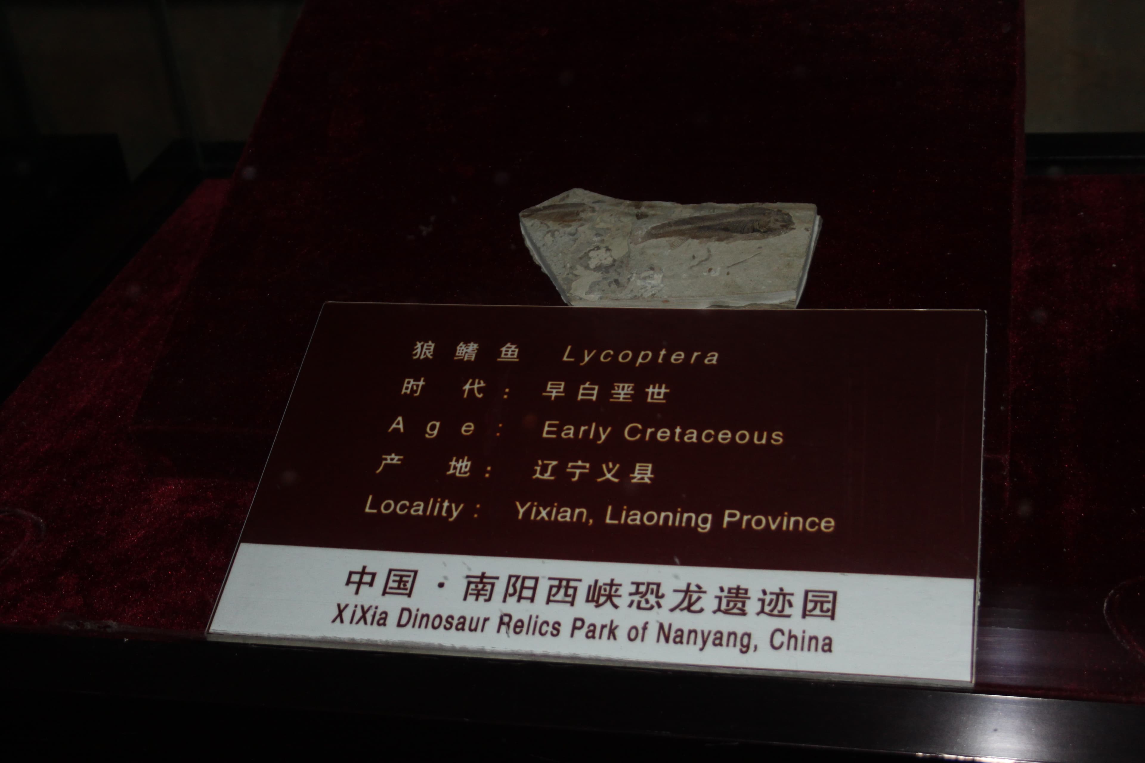 Dinosaur Egg Fossil