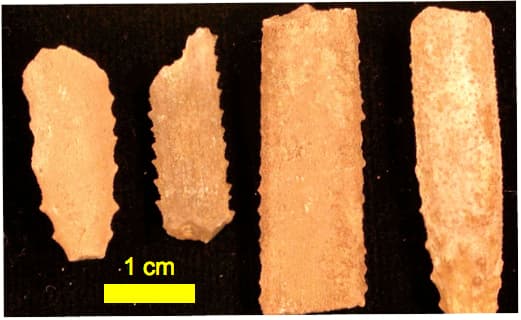 Sea Urchin Fossil