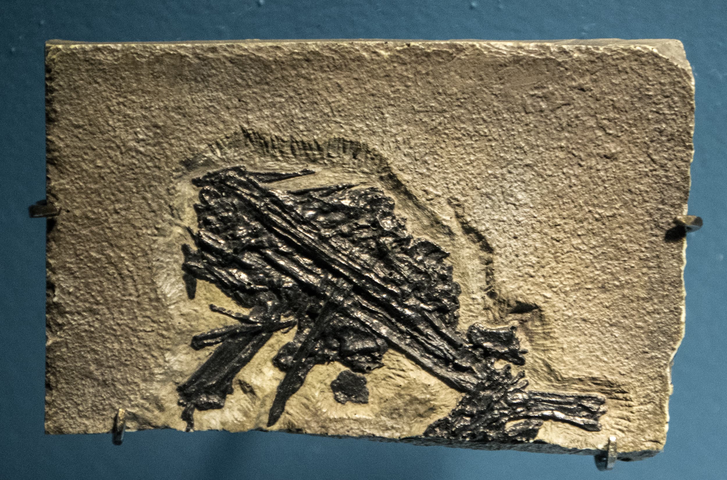 Pterosaur Fossil
