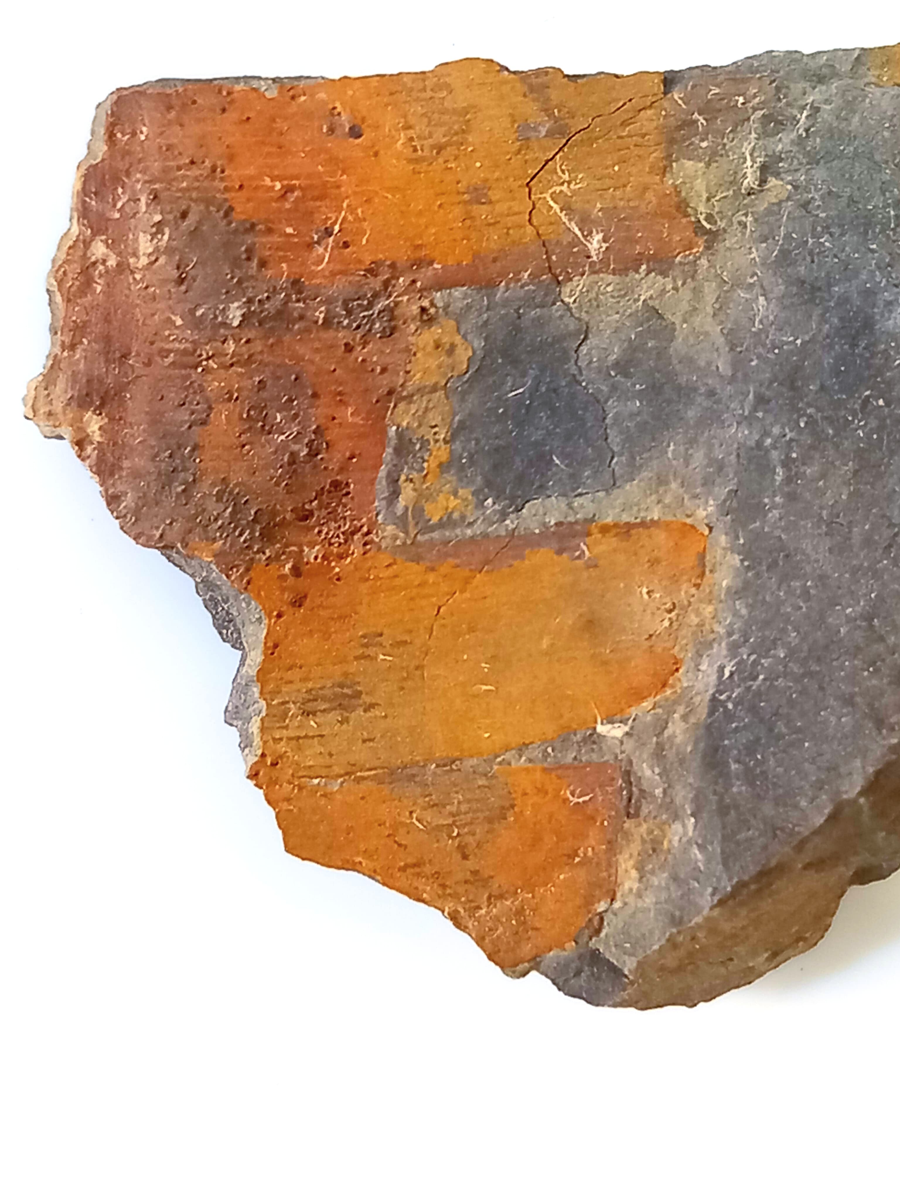 Fossil Fern