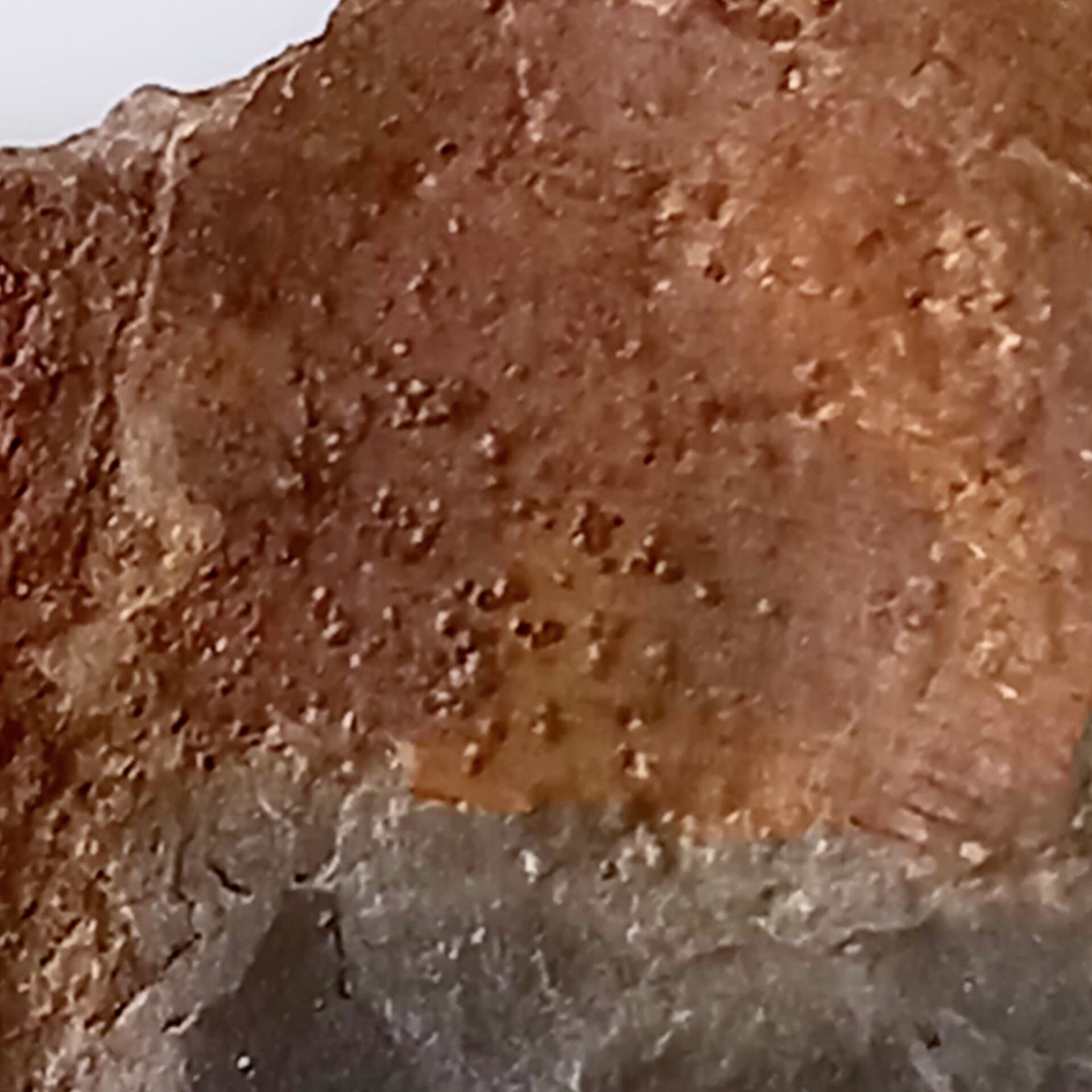 Fossil Fern