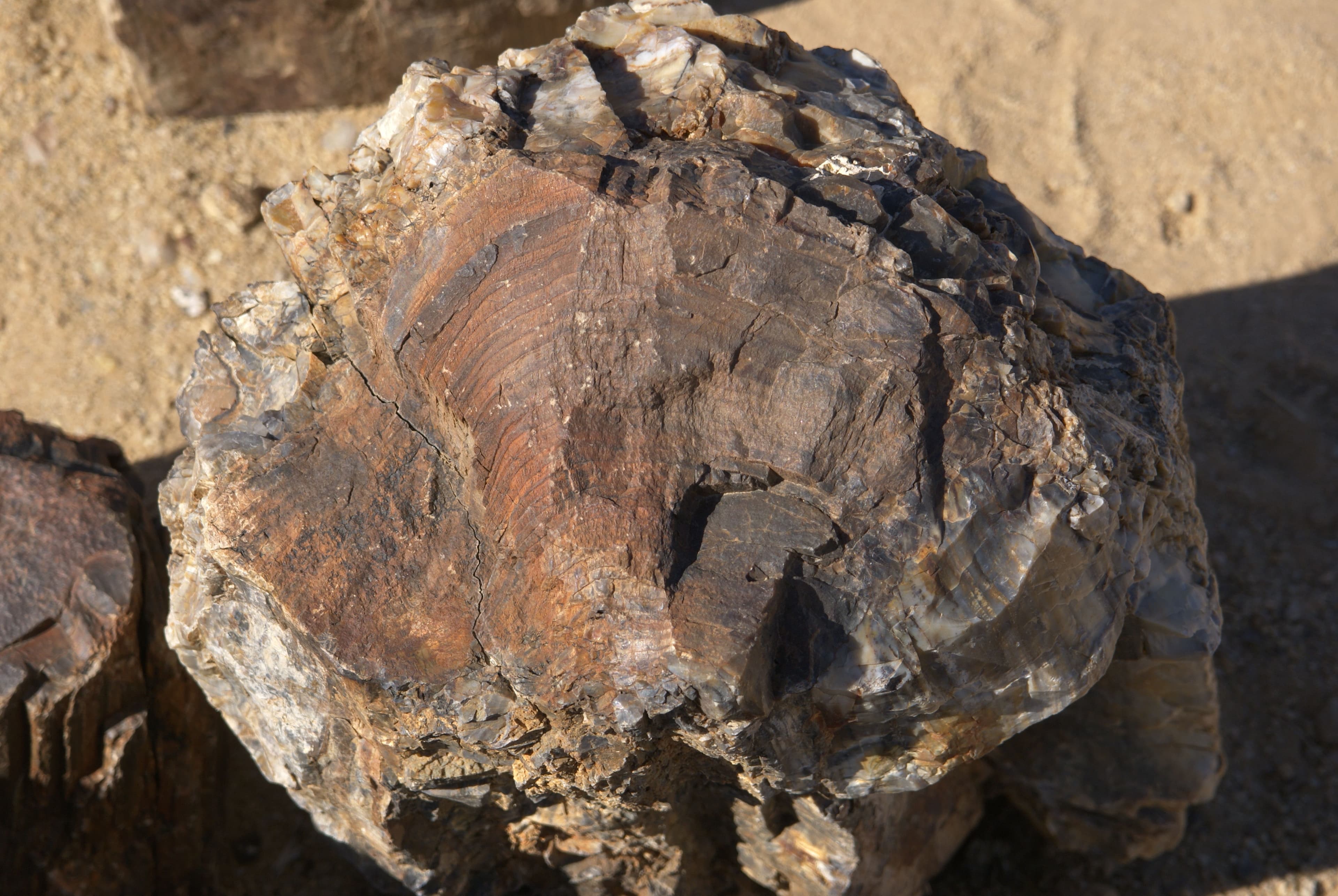 Petrified Wood