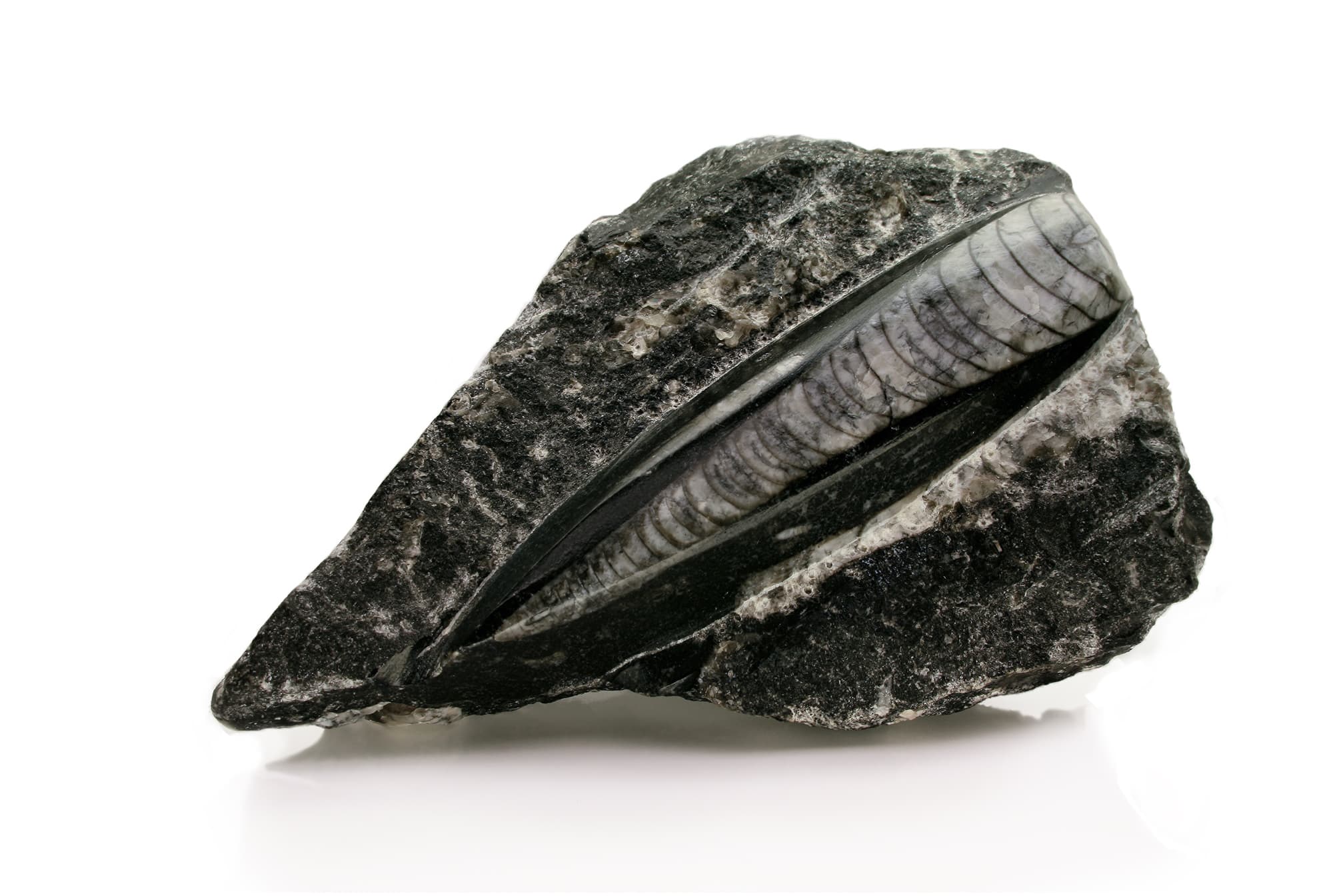 Orthoceras Fossil