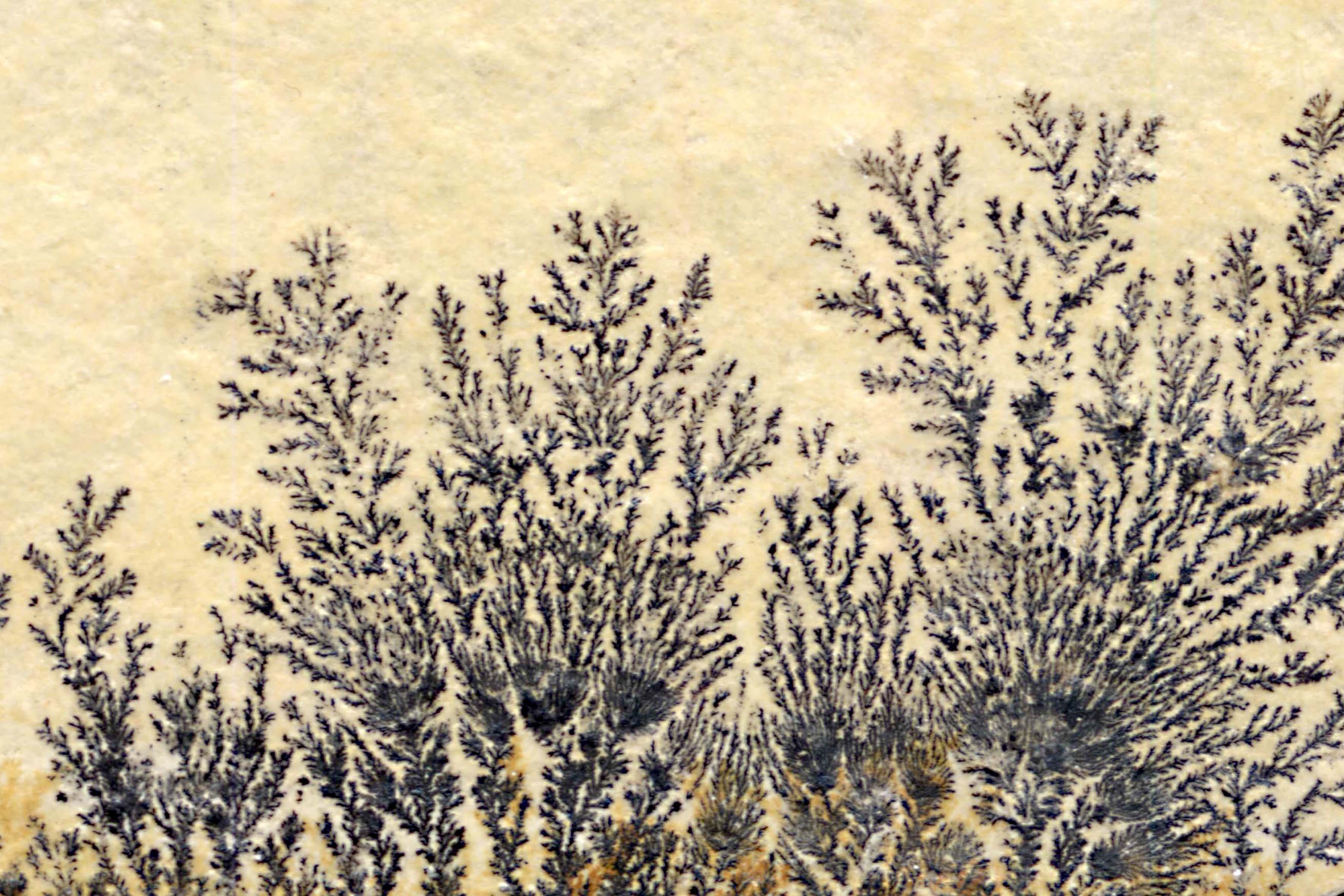 Manganese Dendrites