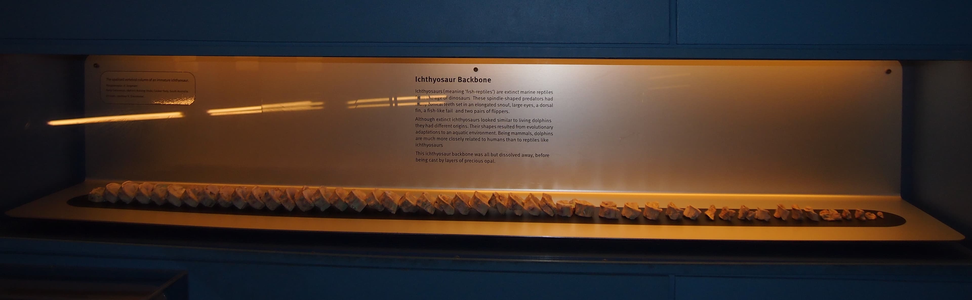 Ichthyosaur Fossil