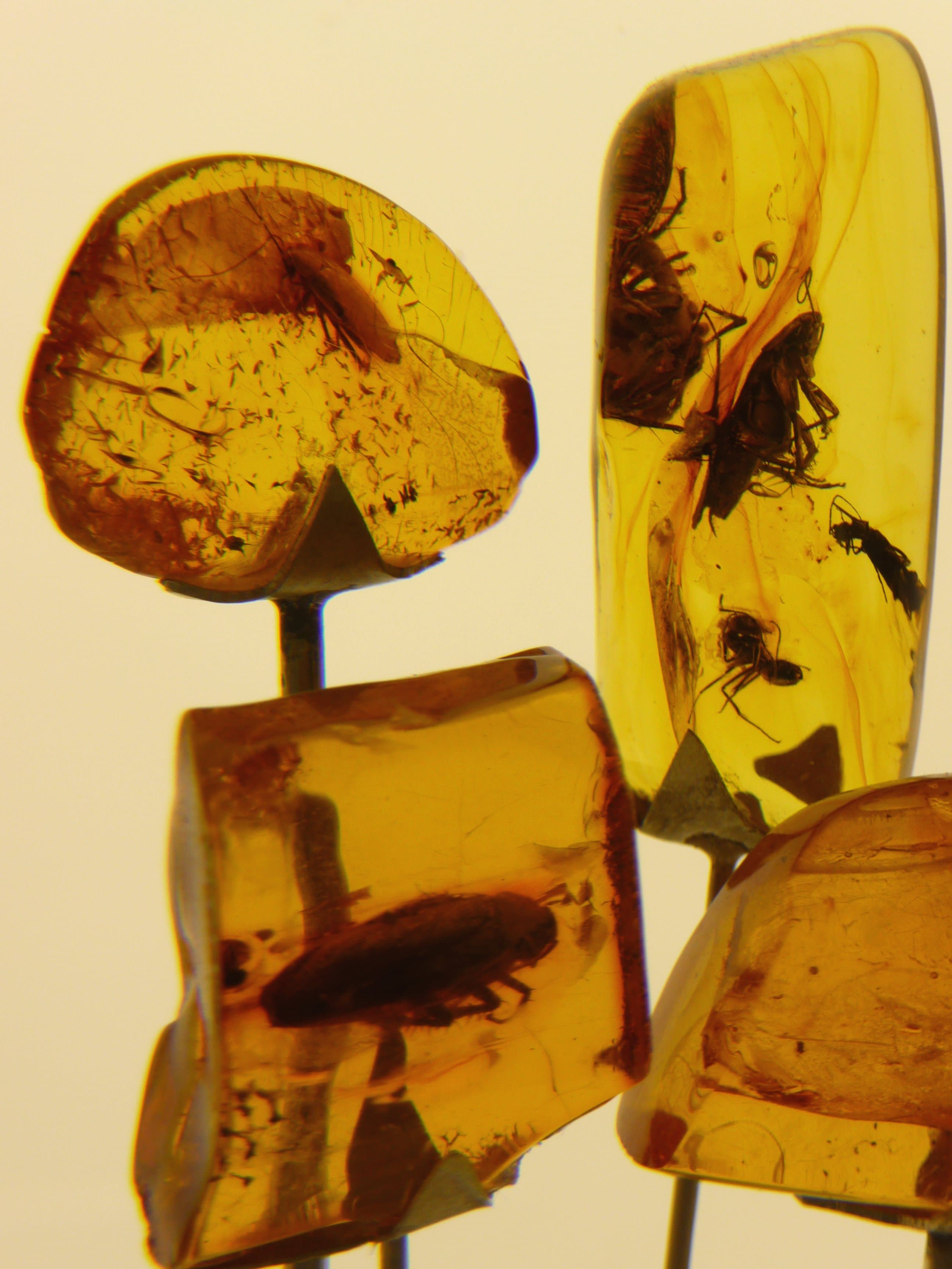 Amber with Insect