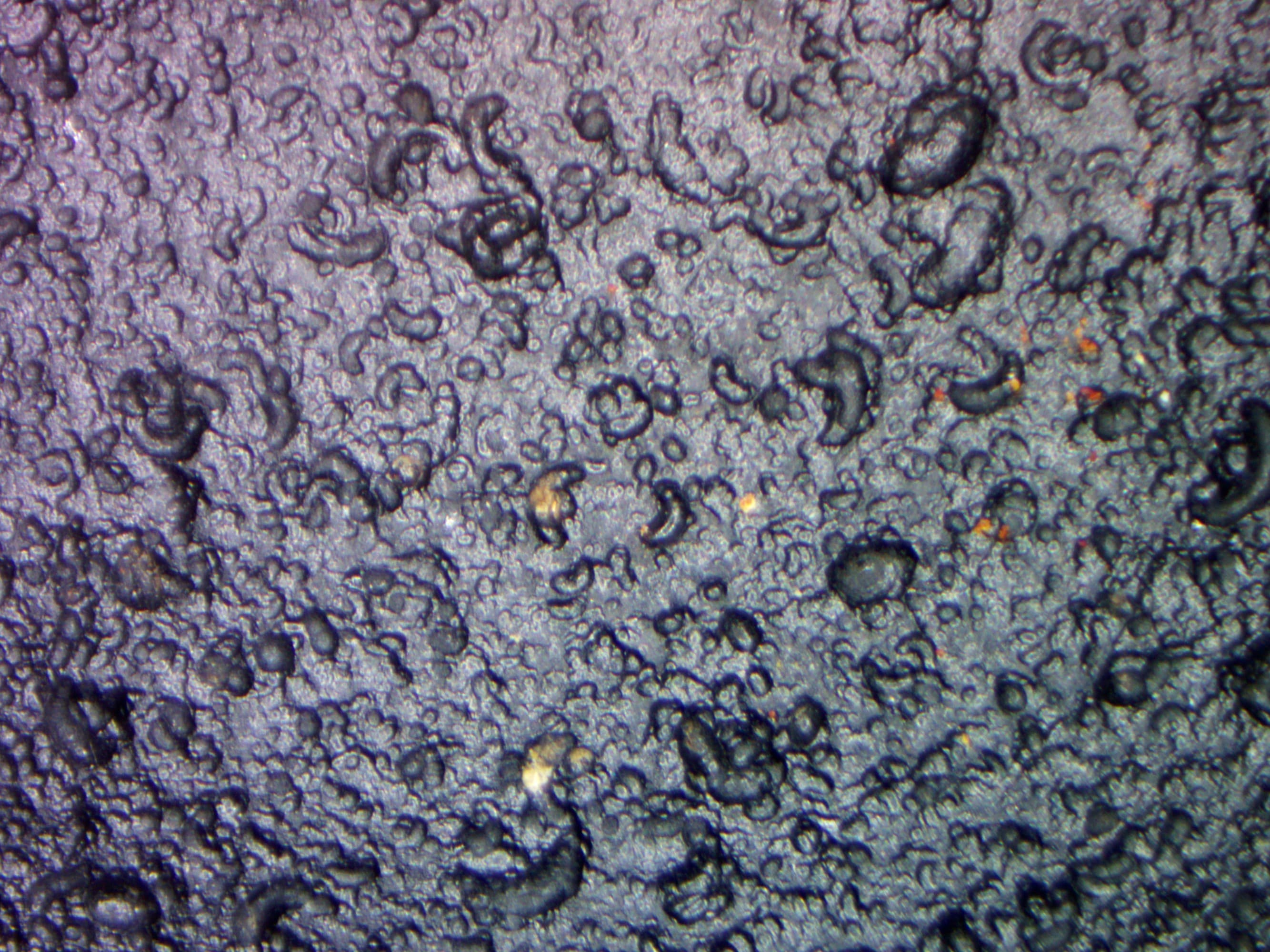 Tektite