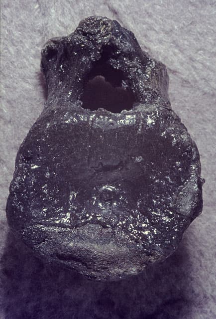 Plesiosaur Fossil