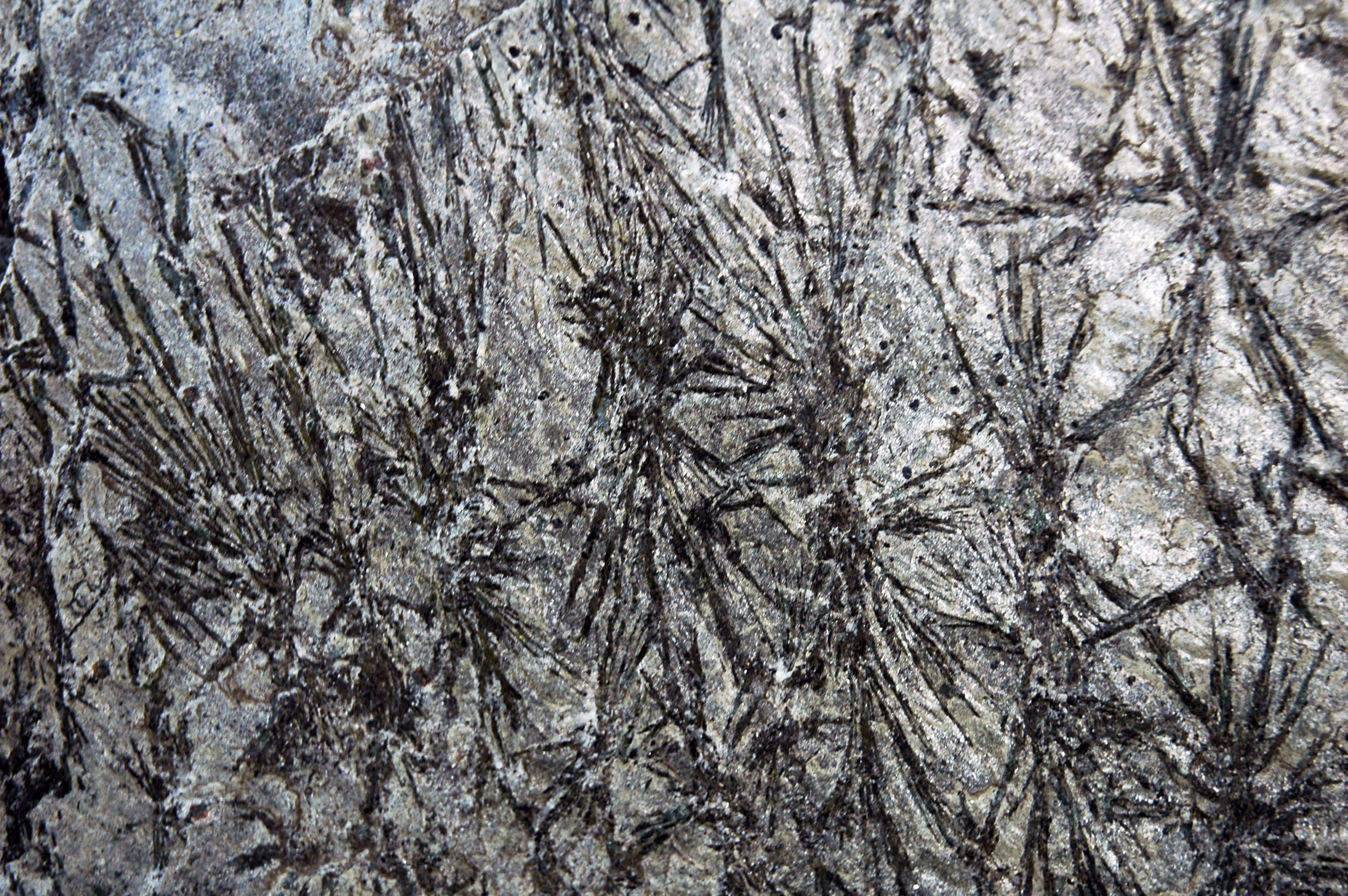 Schist